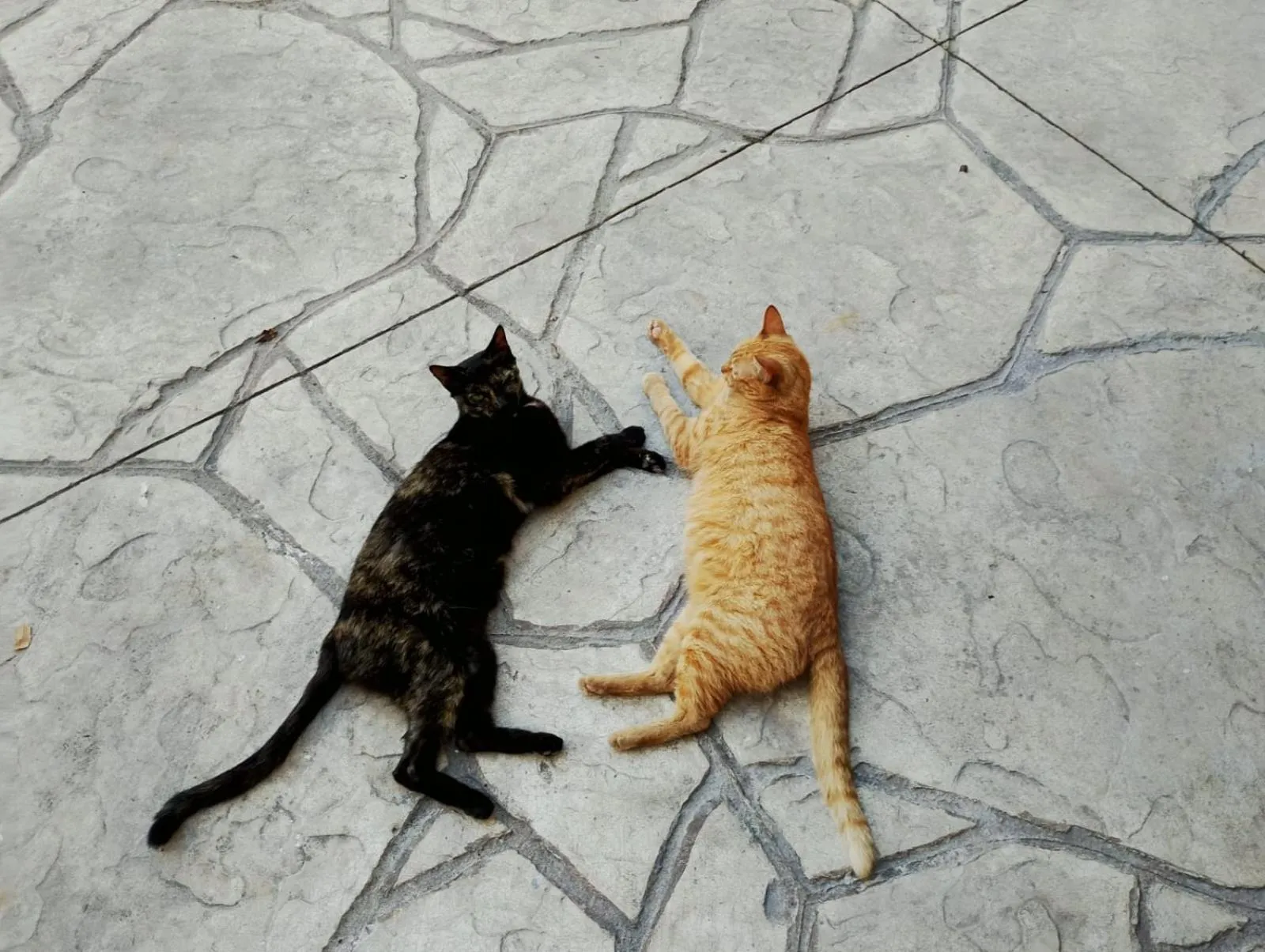 Animals in Bed and Breakfast Pecarí