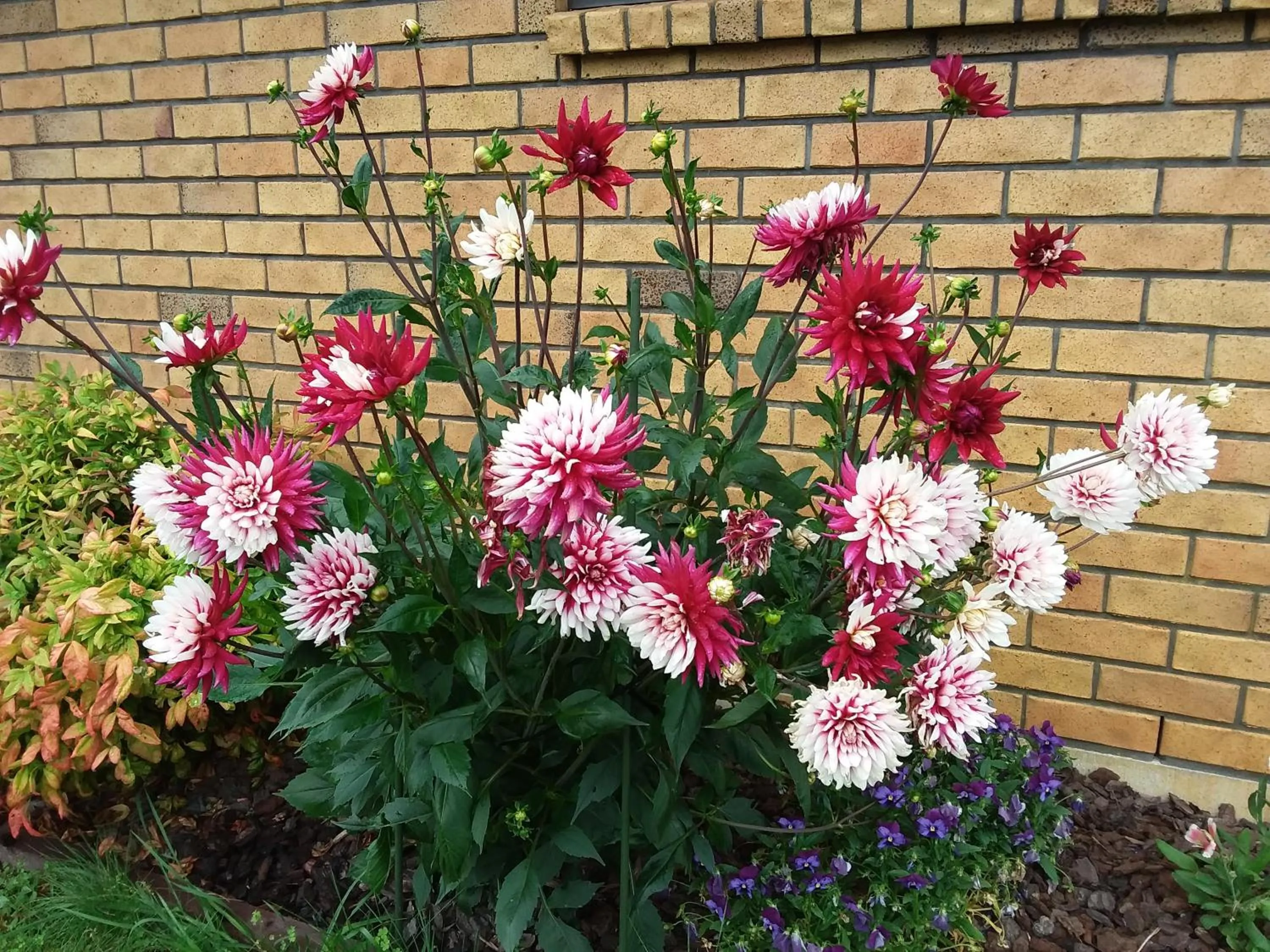 Garden in Applecross Sanctuary