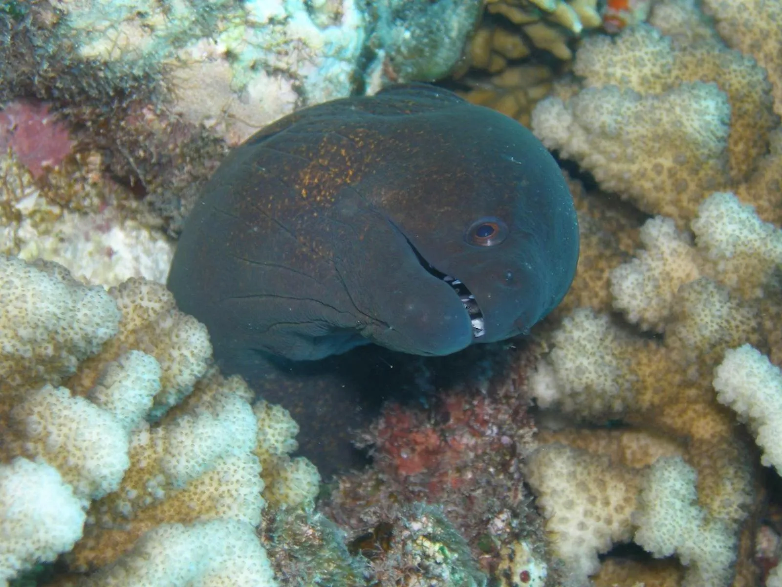 Natural landscape in Osa House - Drake Bay