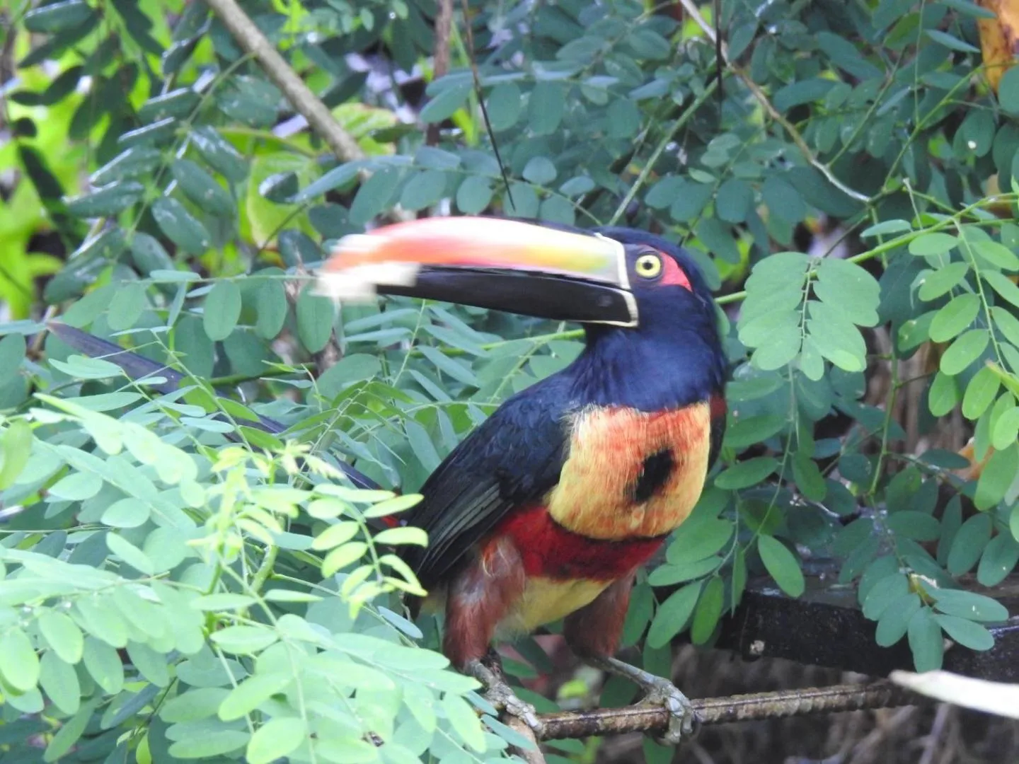 Natural landscape in Osa House - Drake Bay