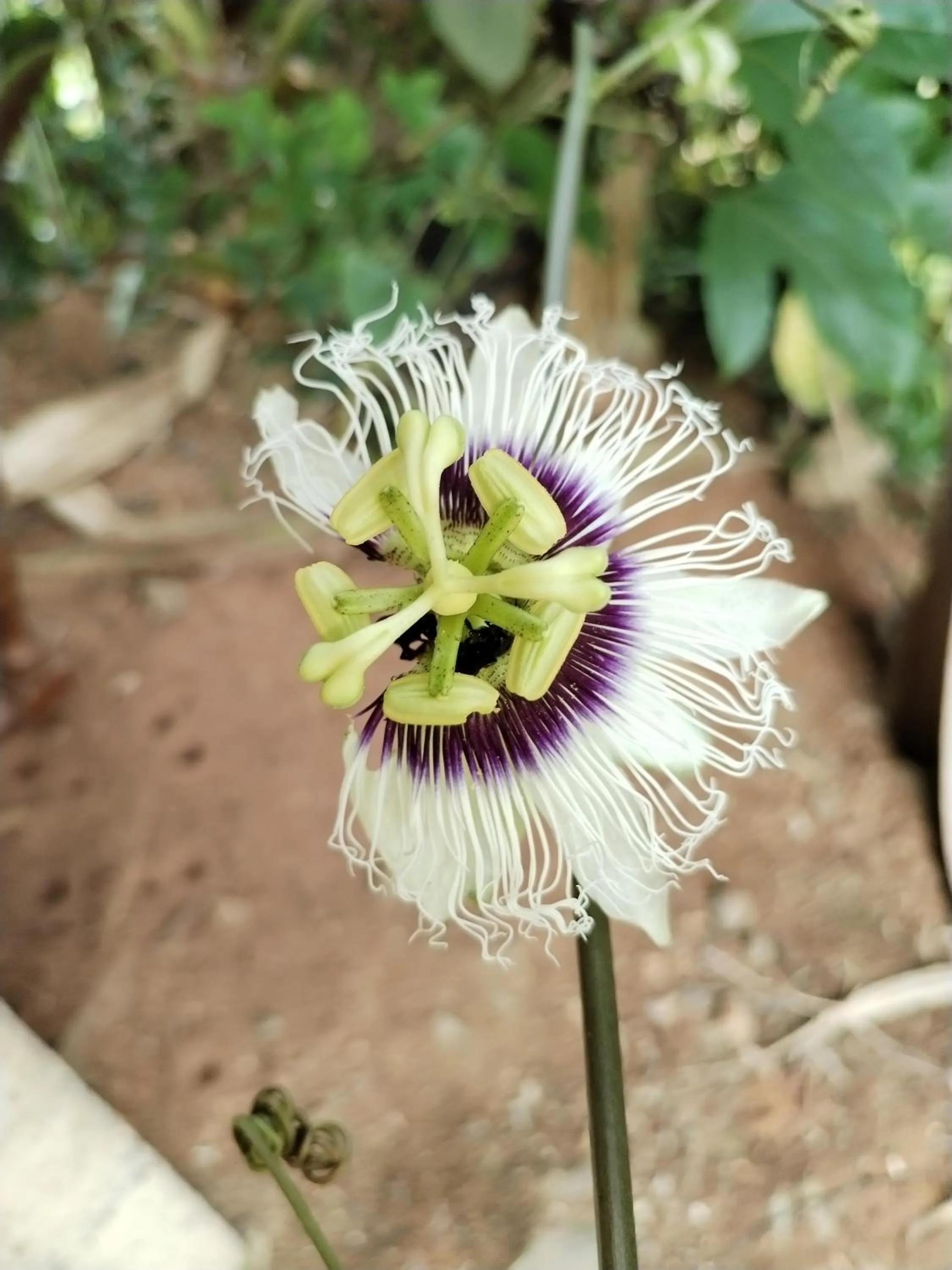 Garden in Osa House - Drake Bay