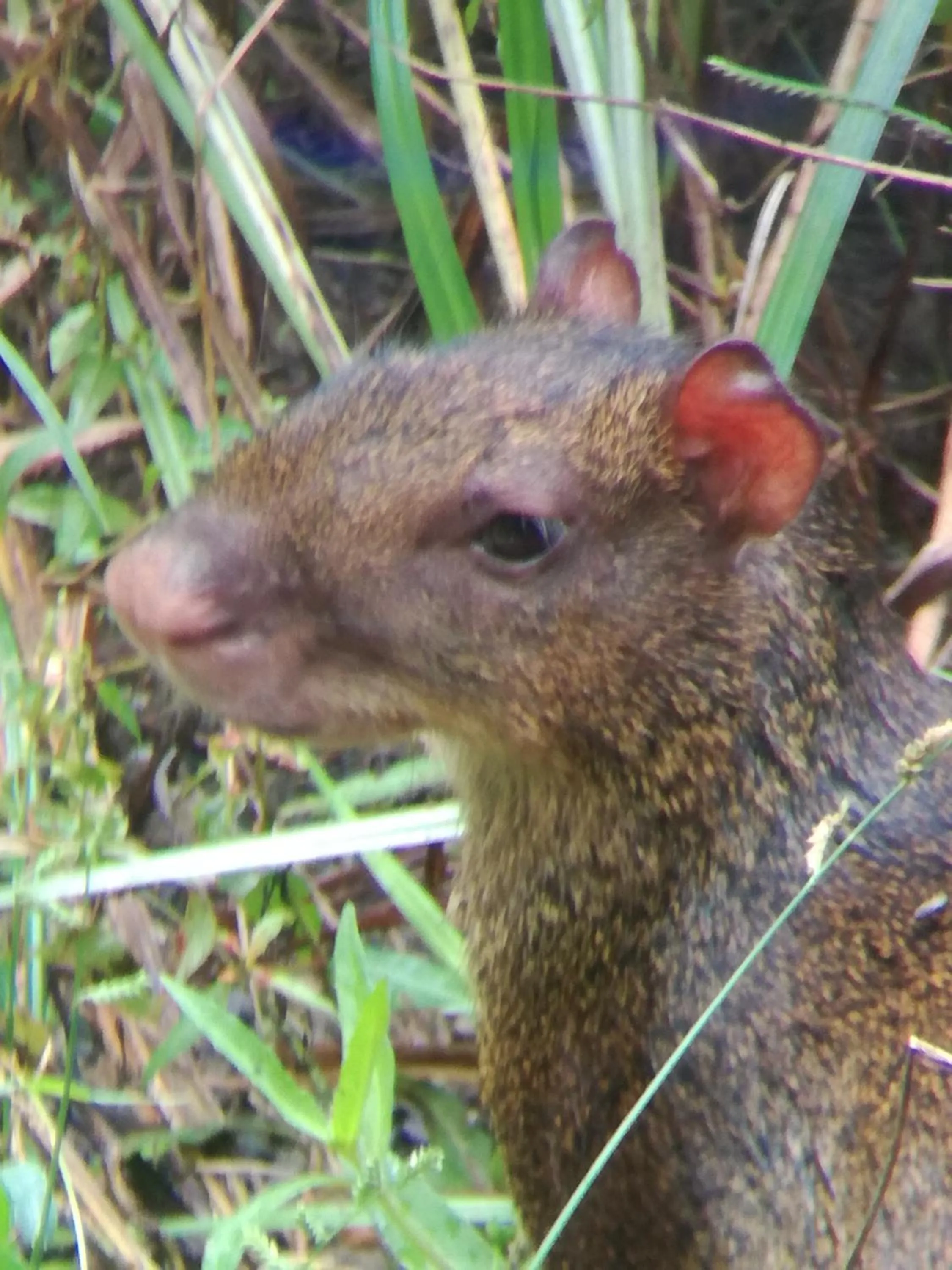 Day in Osa House - Drake Bay