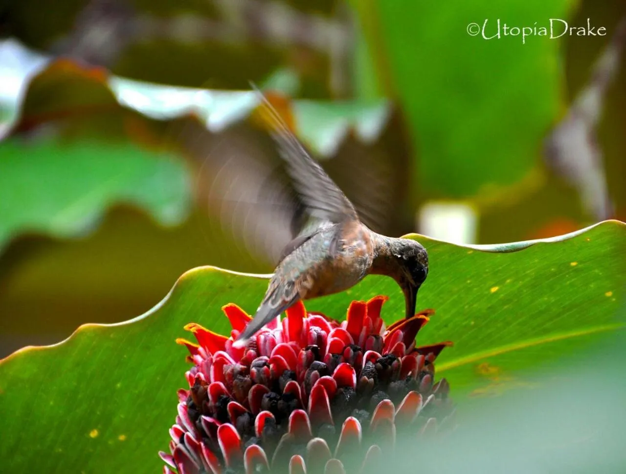 Day in Osa House - Drake Bay