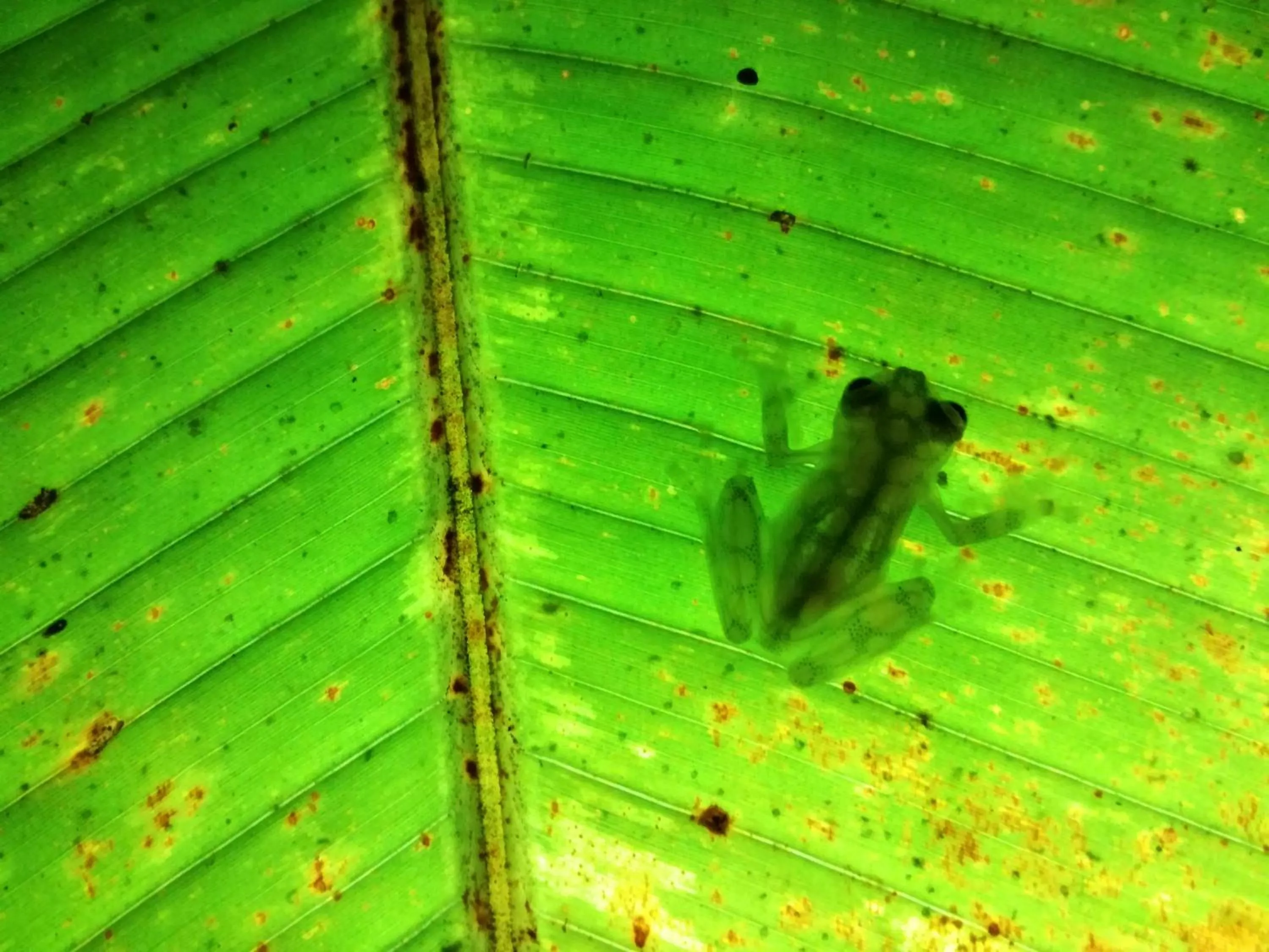 Day in Osa House - Drake Bay