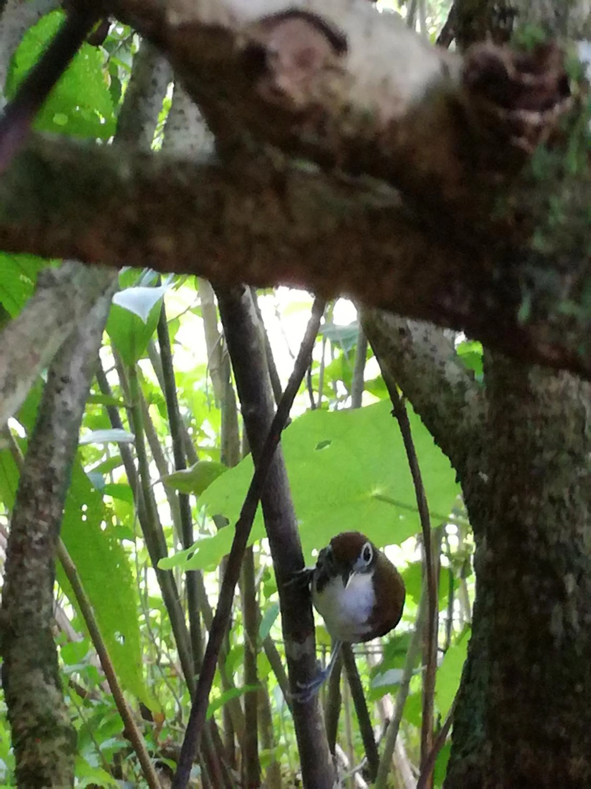 Animals in Osa House - Drake Bay