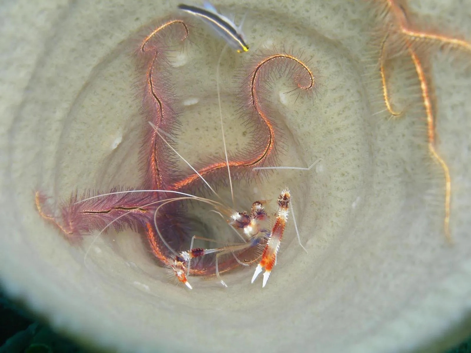 Diving in Osa House - Drake Bay