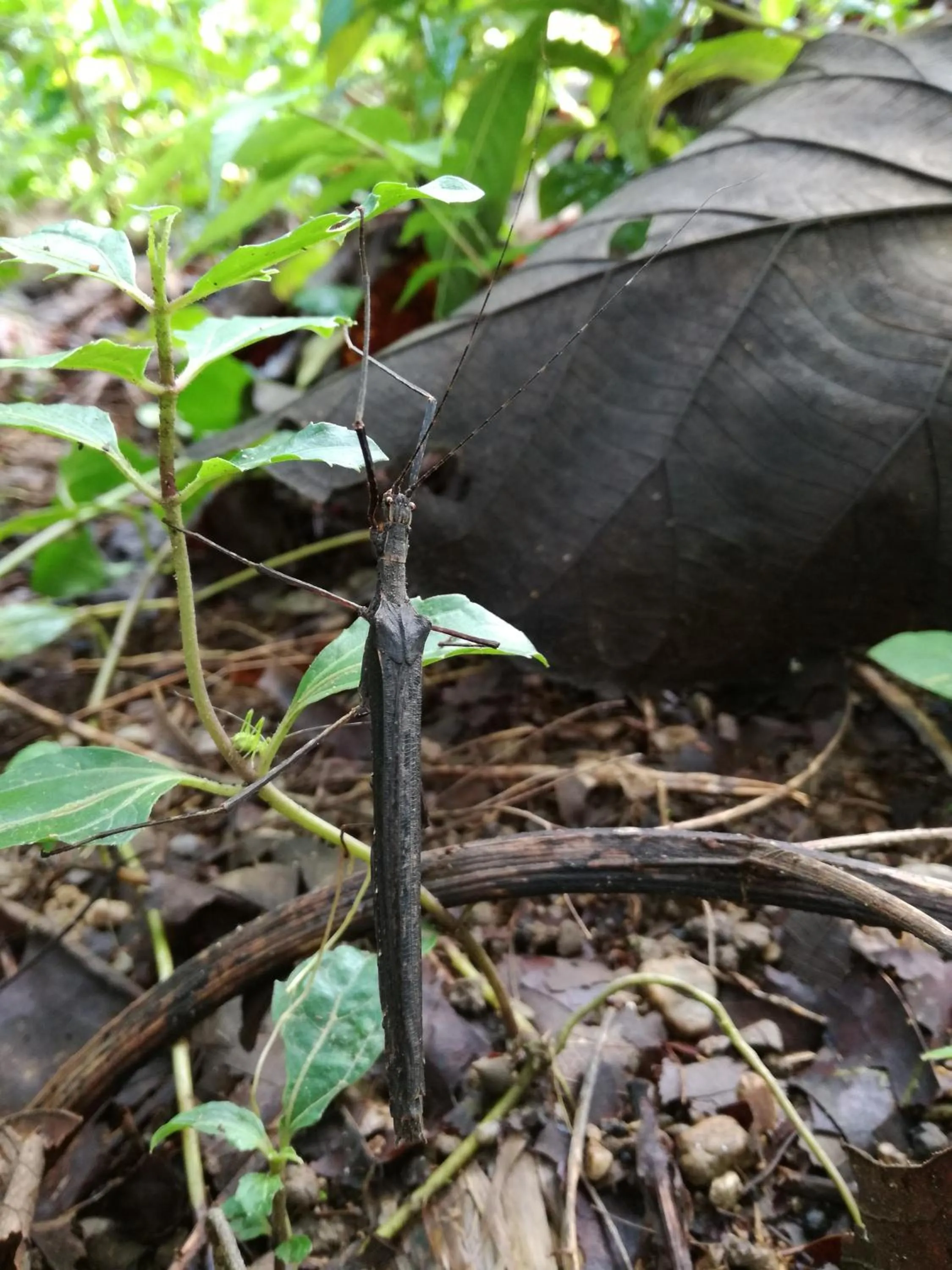 Natural landscape in Osa House - Drake Bay