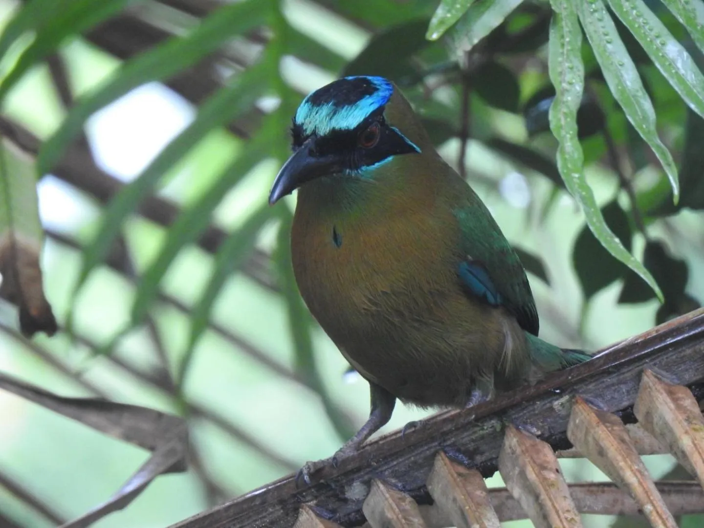 Garden view in Osa House - Drake Bay