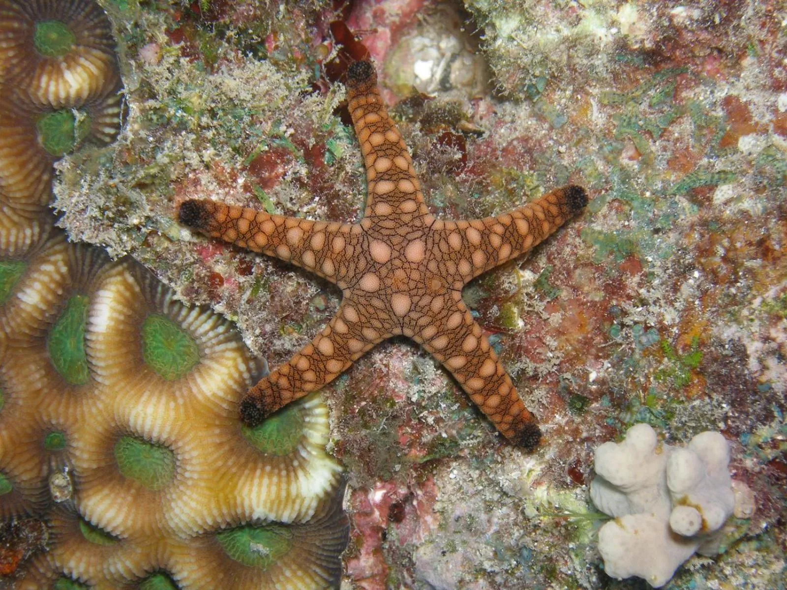 Snorkeling in Osa House - Drake Bay