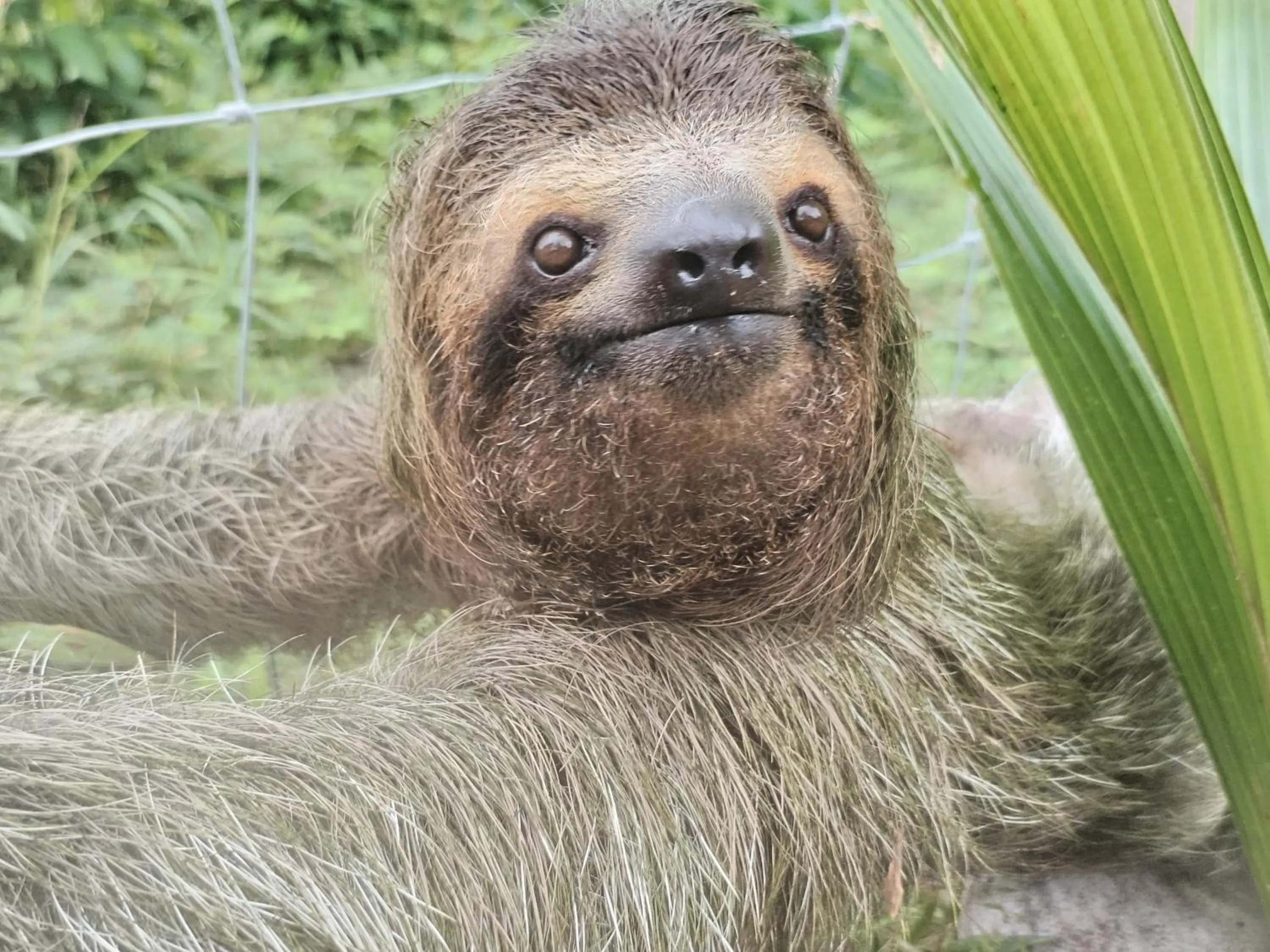 Natural landscape in Osa House - Drake Bay