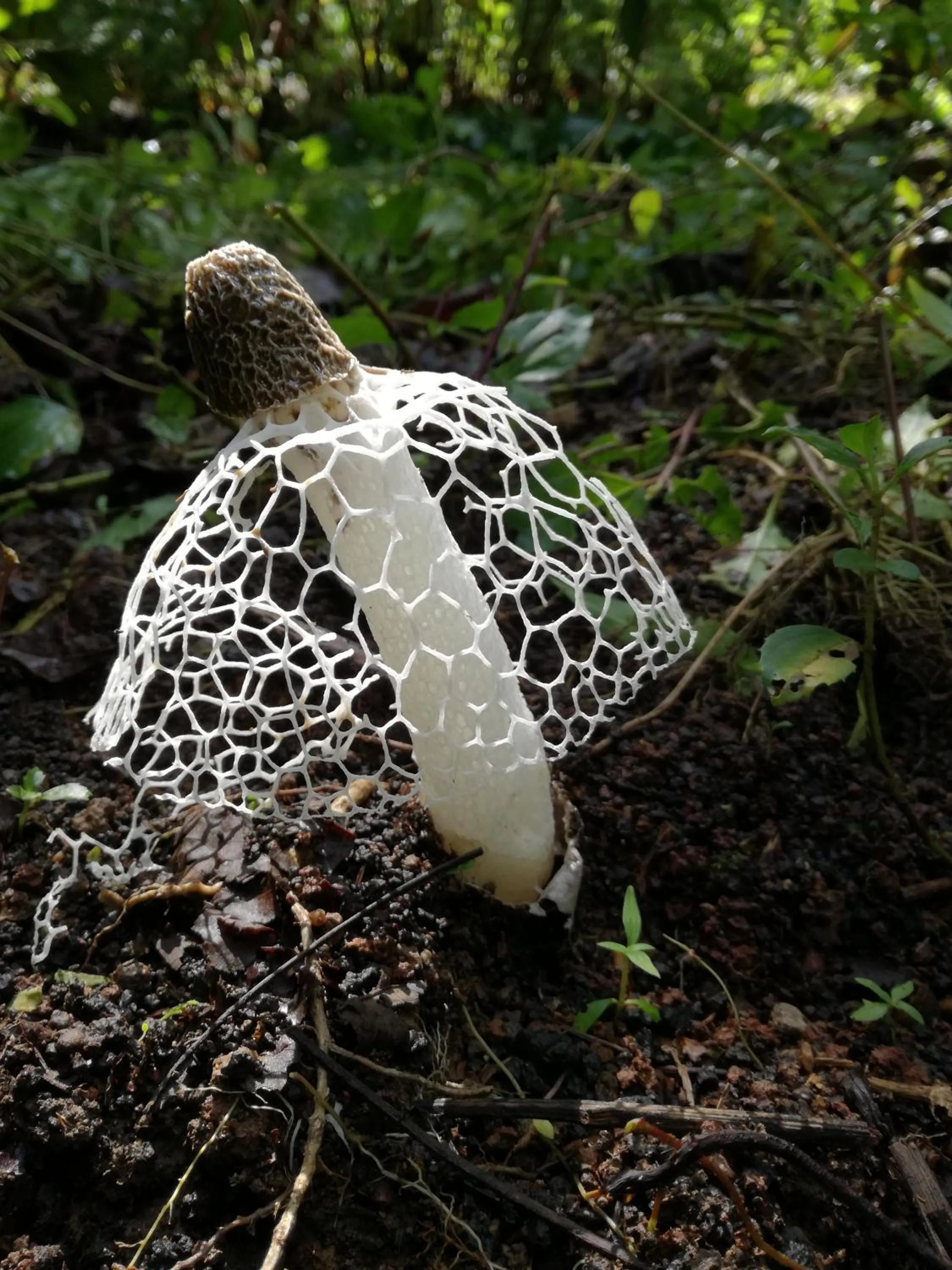 Natural landscape in Osa House - Drake Bay