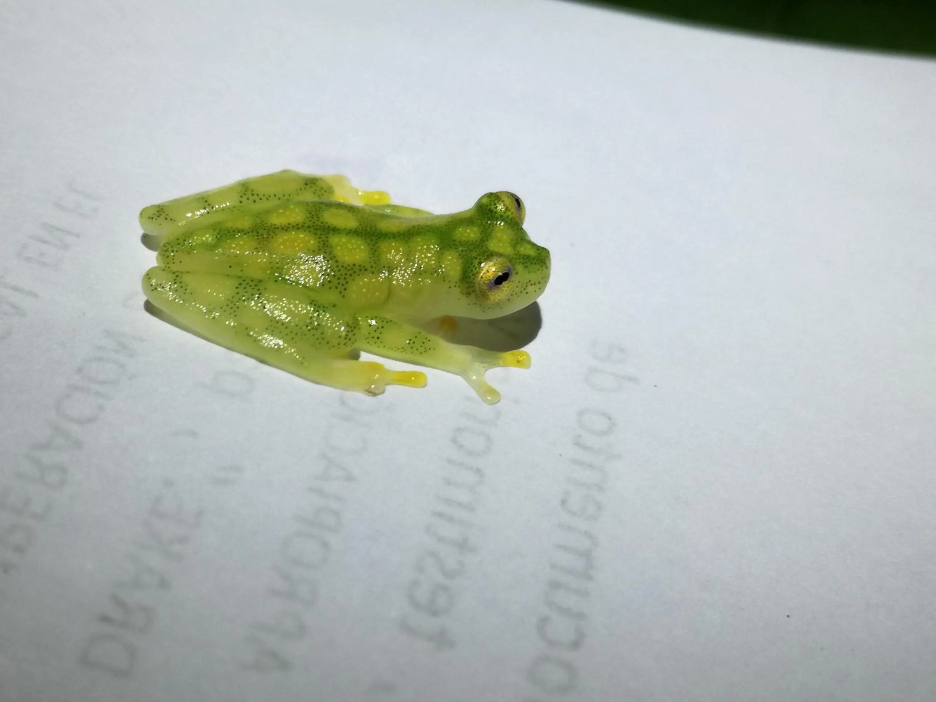 Night in Osa House - Drake Bay