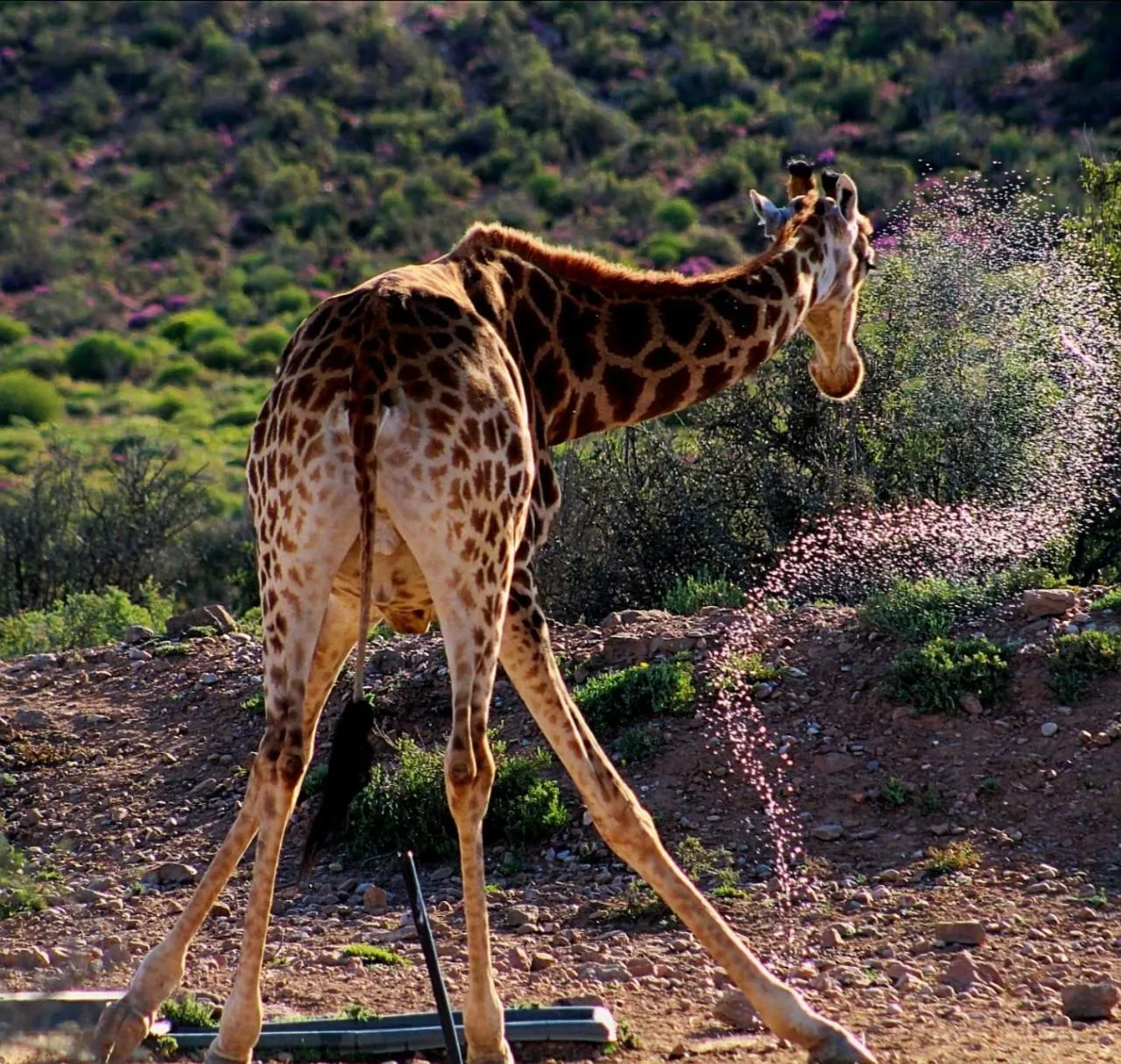Animals in Klein Karoo Game Lodge