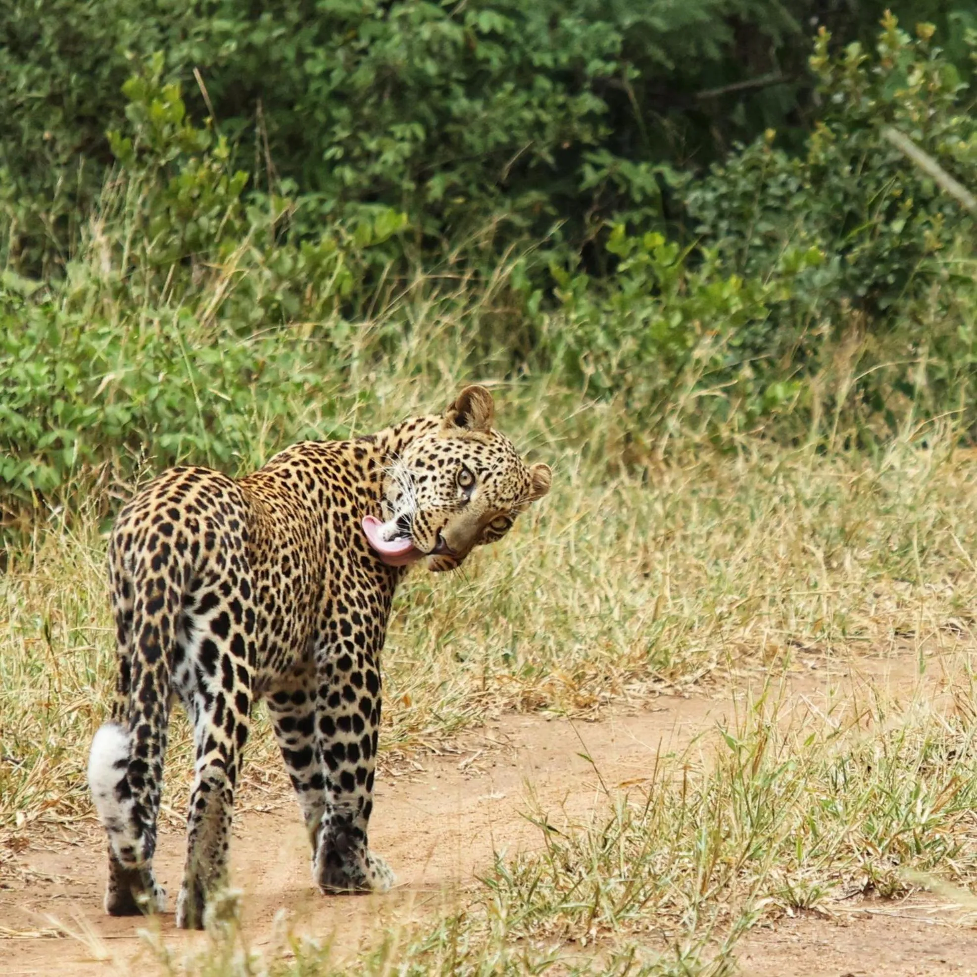 Other in Karongwe - Becks Safari Lodge