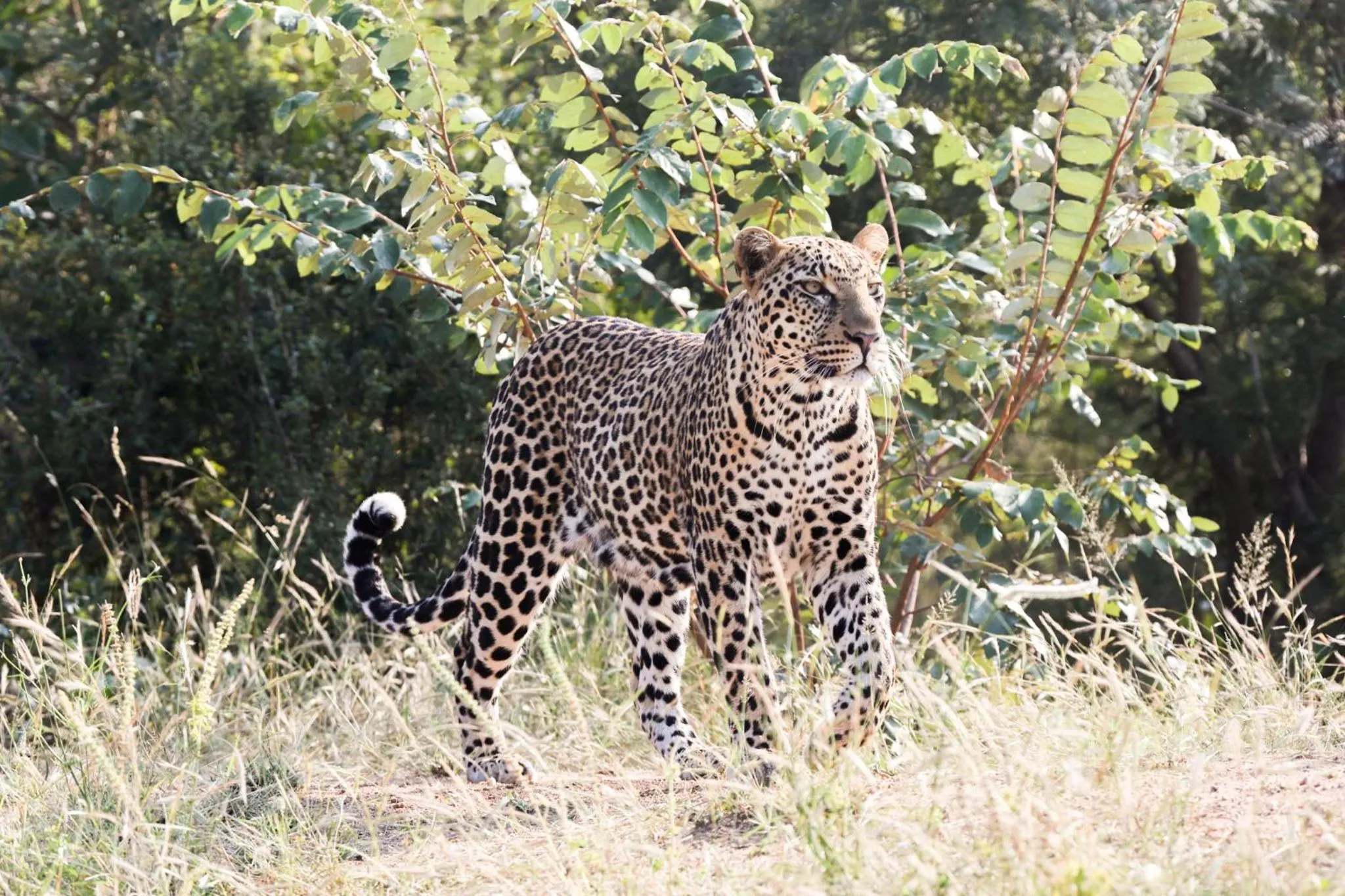 Animals in Karongwe - Becks Safari Lodge