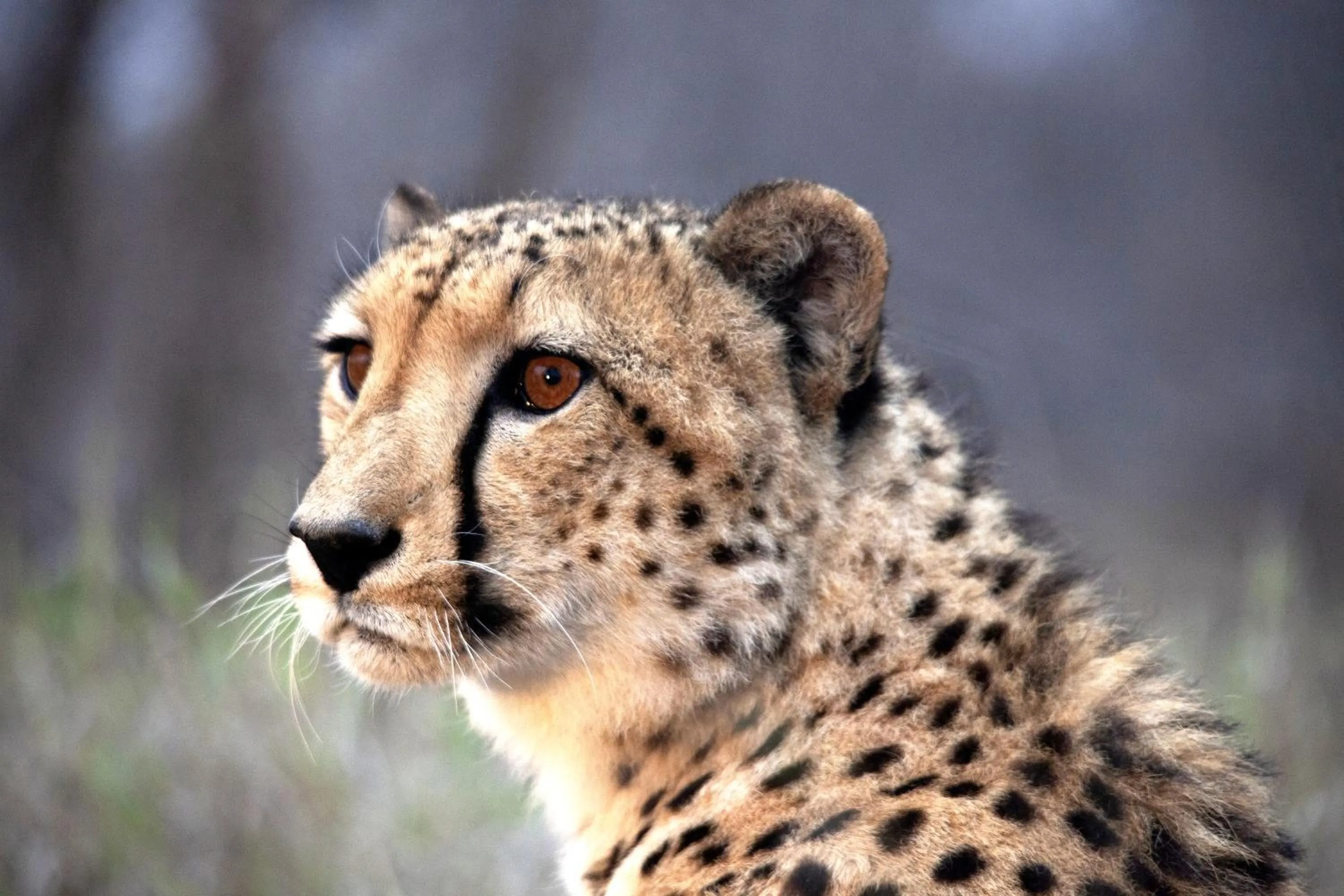 Animals in Karongwe - Becks Safari Lodge