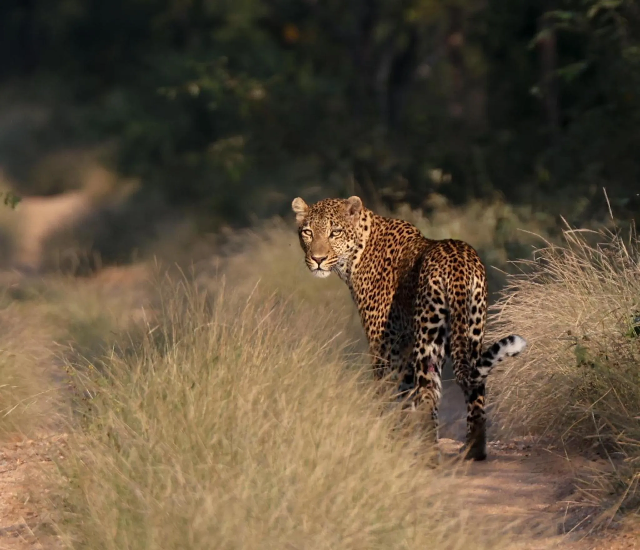 Animals in Karongwe - Becks Safari Lodge