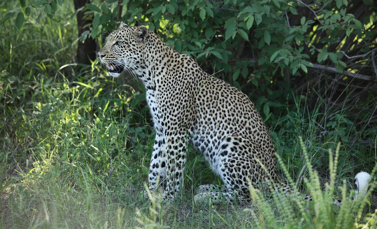 Animals in Karongwe - Becks Safari Lodge
