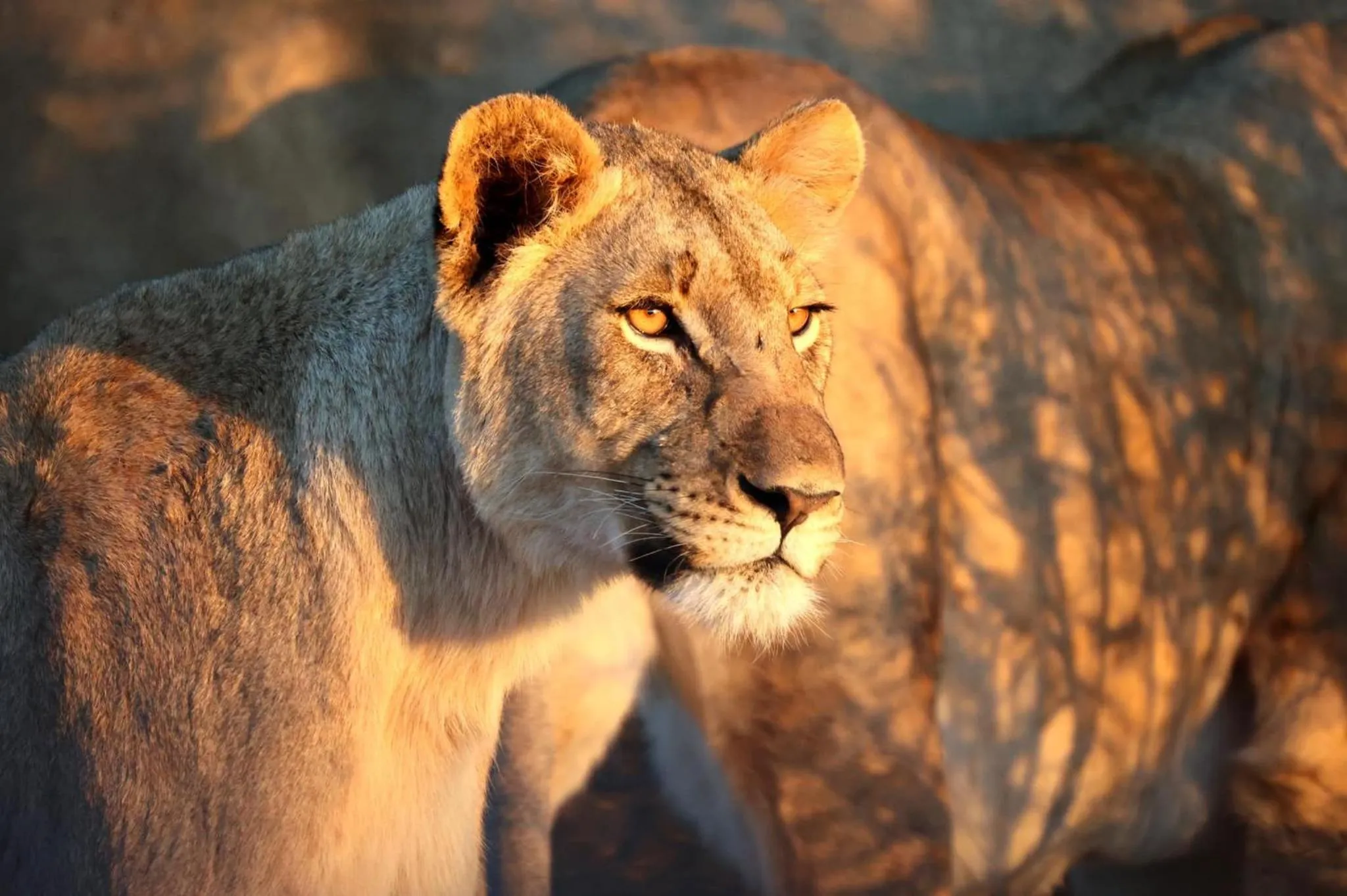 Other in Karongwe - Becks Safari Lodge