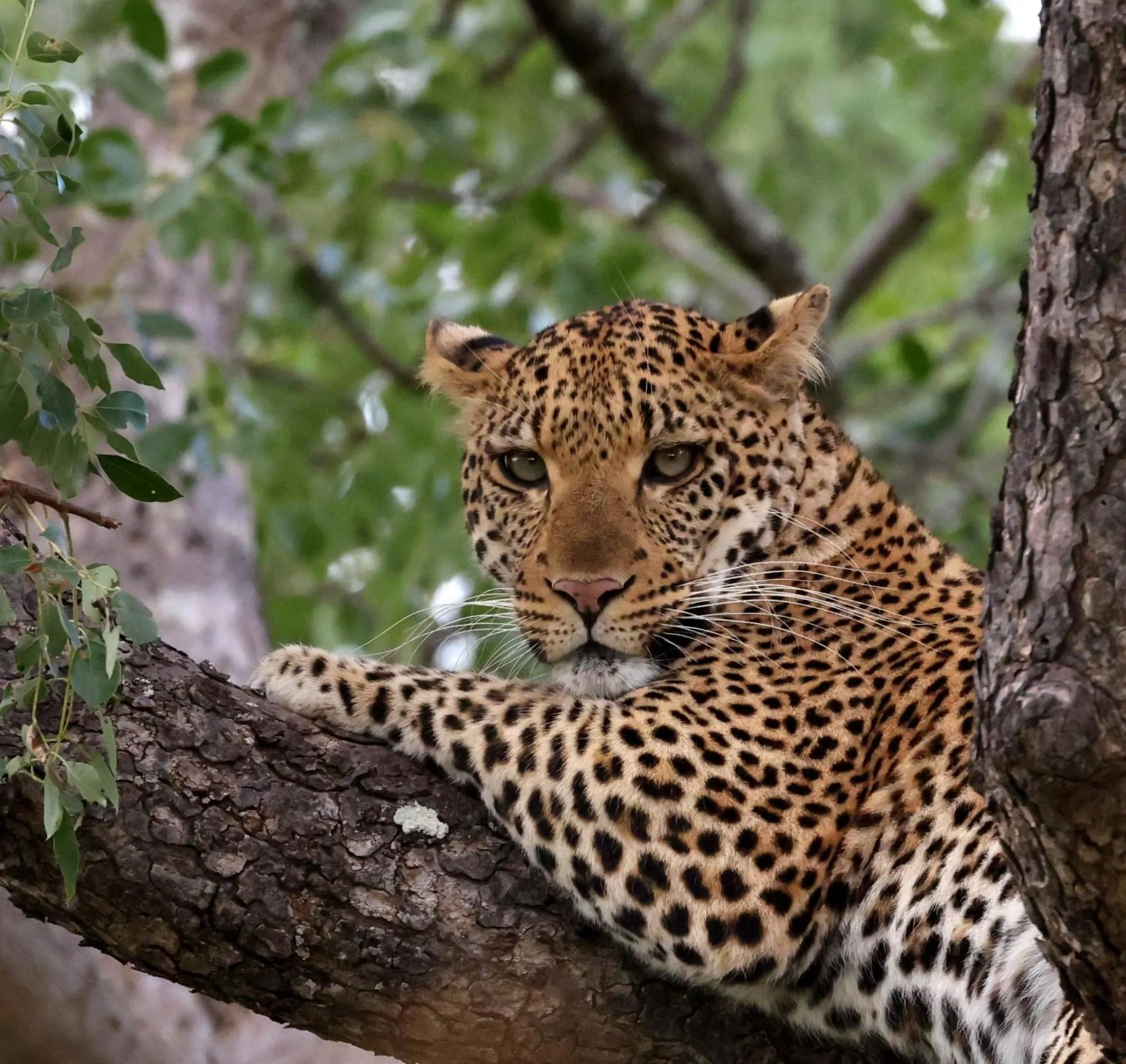 Activities in Karongwe - Becks Safari Lodge