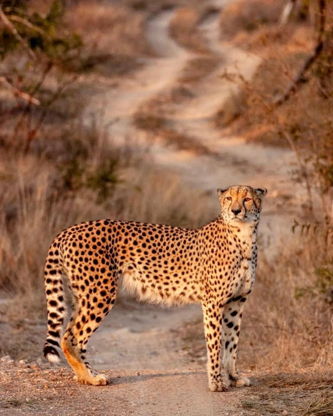 Activities in Karongwe - Becks Safari Lodge