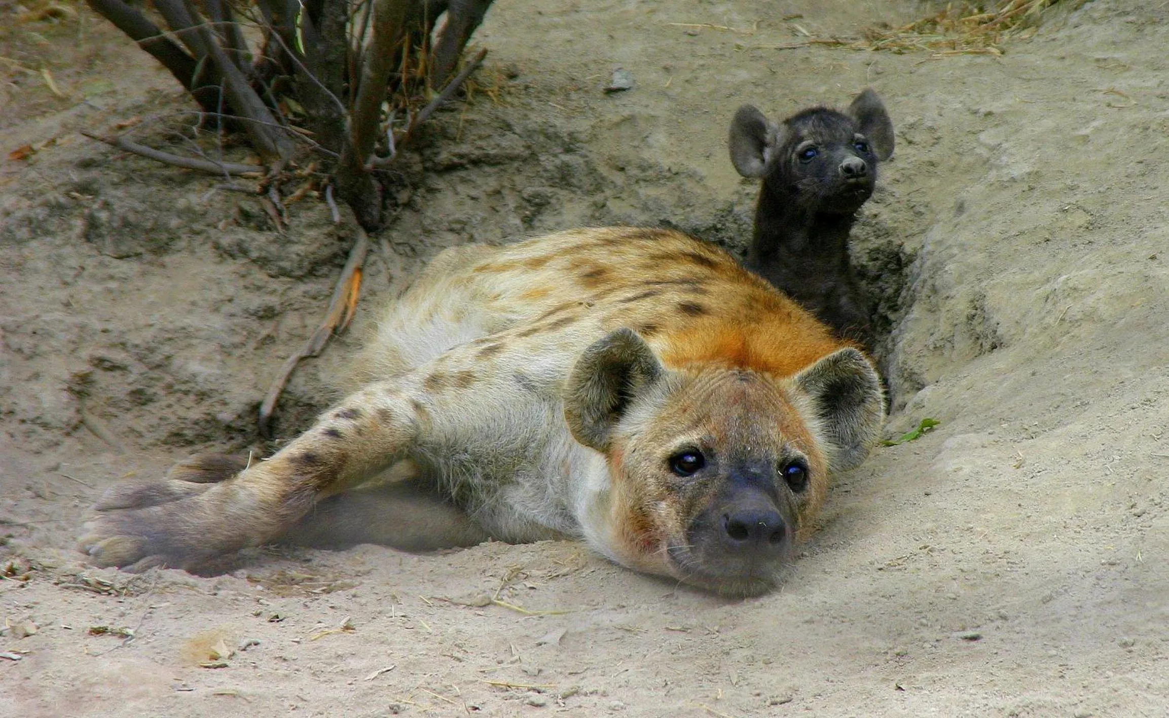Communal lounge/ TV room in Karongwe - Becks Safari Lodge