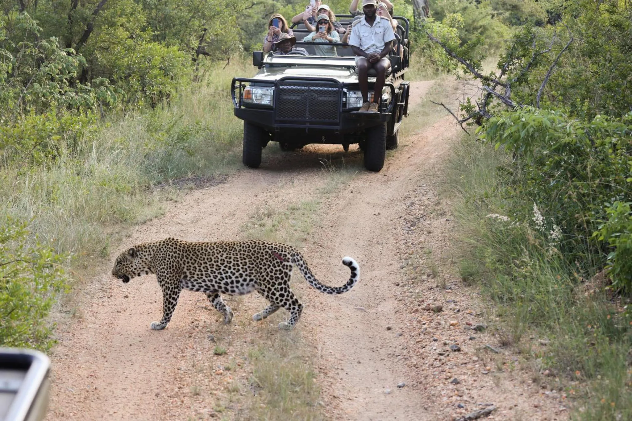 Animals in Karongwe - Becks Safari Lodge