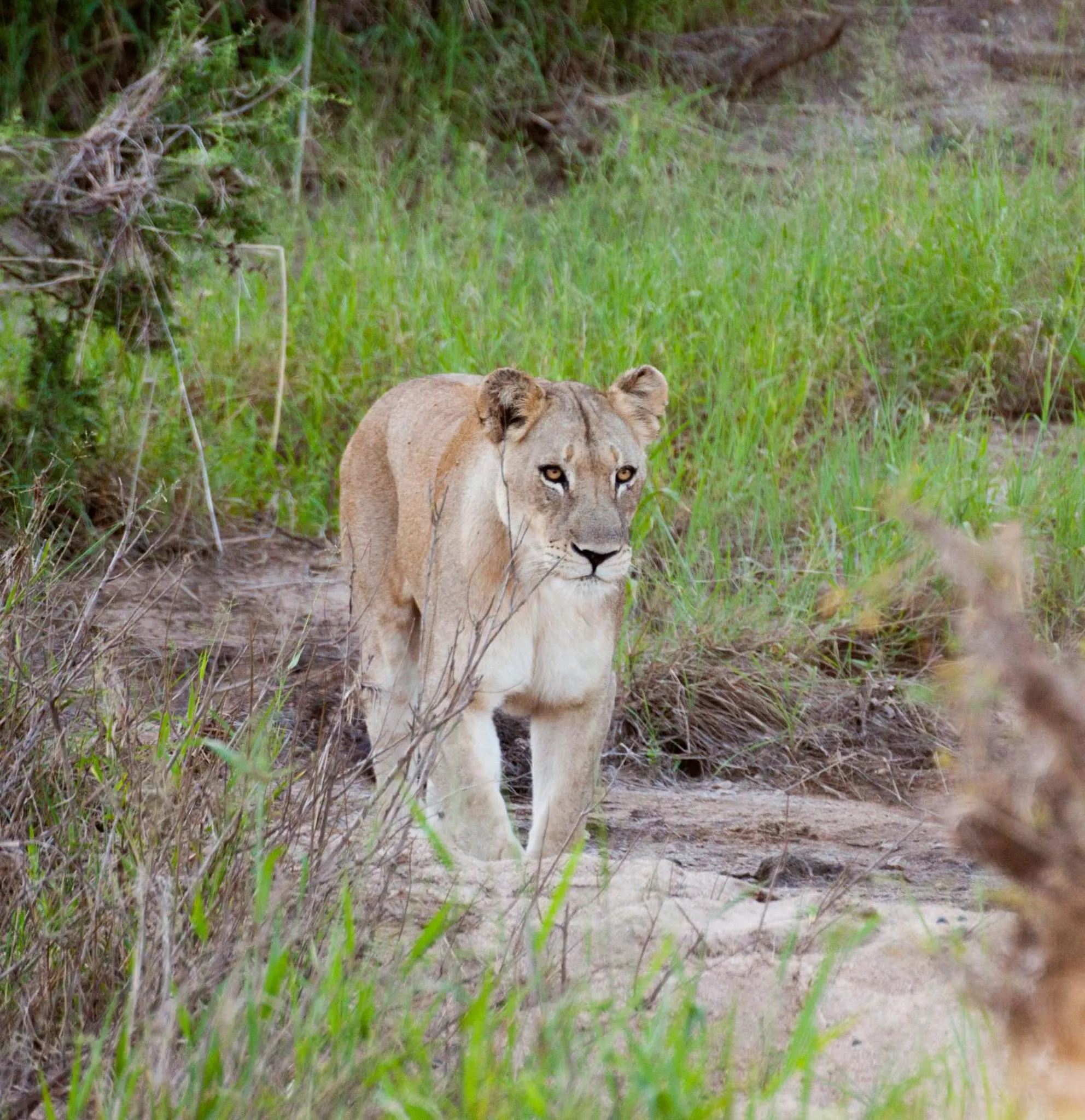 Animals in Karongwe - Becks Safari Lodge