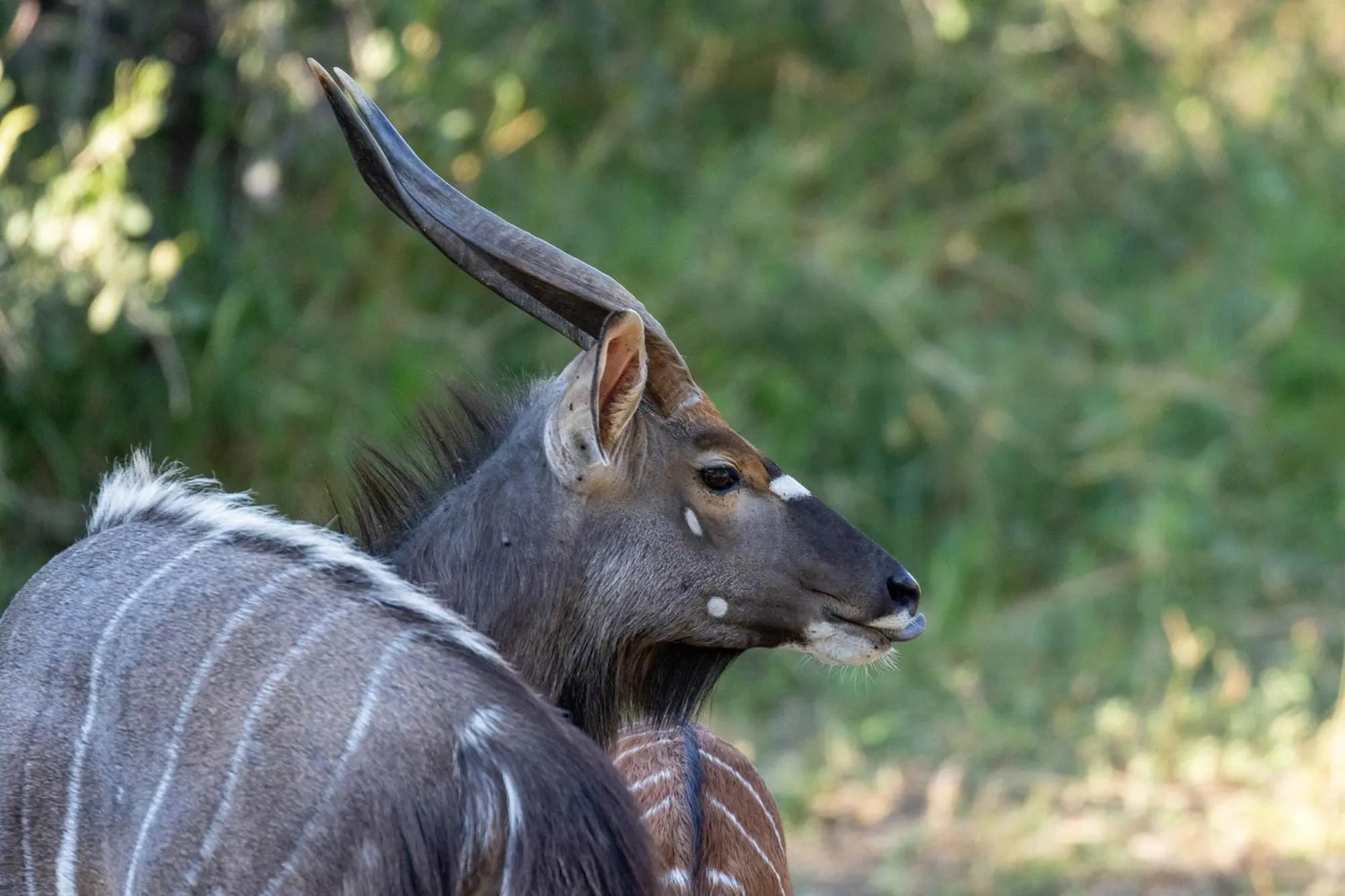 Activities in Karongwe - Becks Safari Lodge