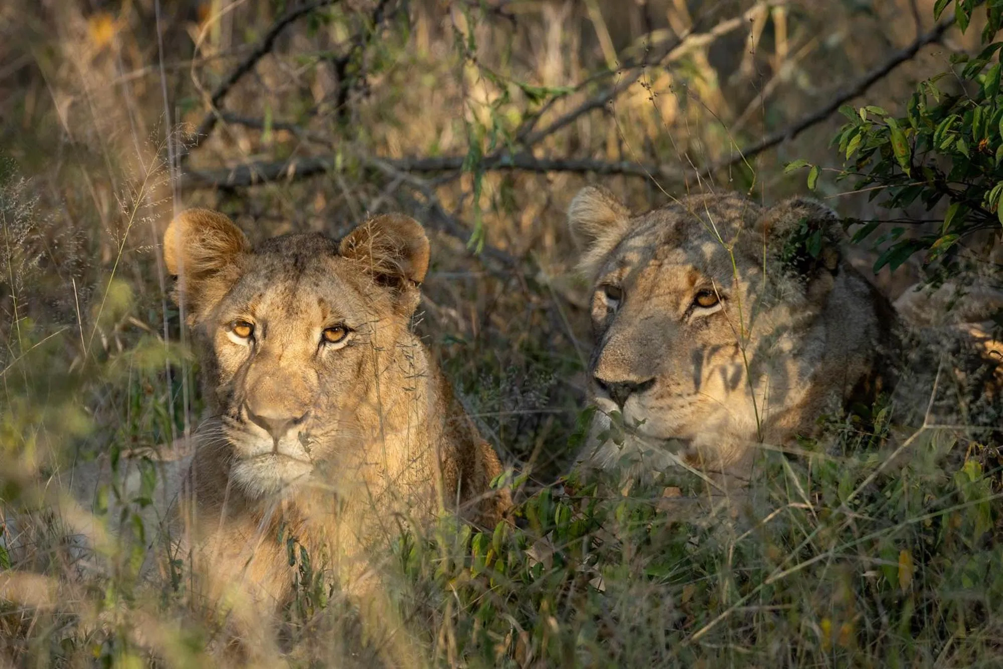 Activities in Karongwe - Becks Safari Lodge