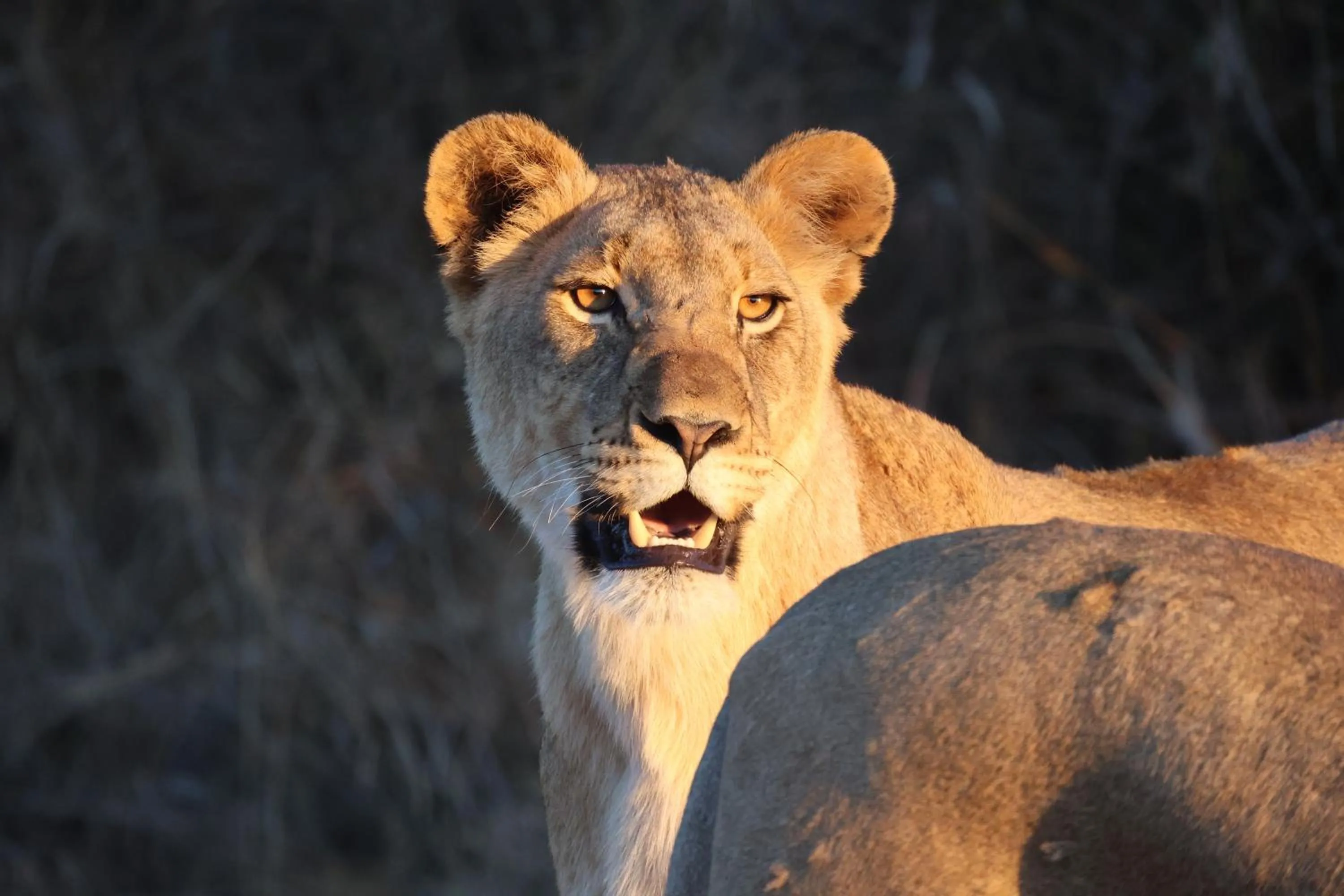 Other in Karongwe - Becks Safari Lodge