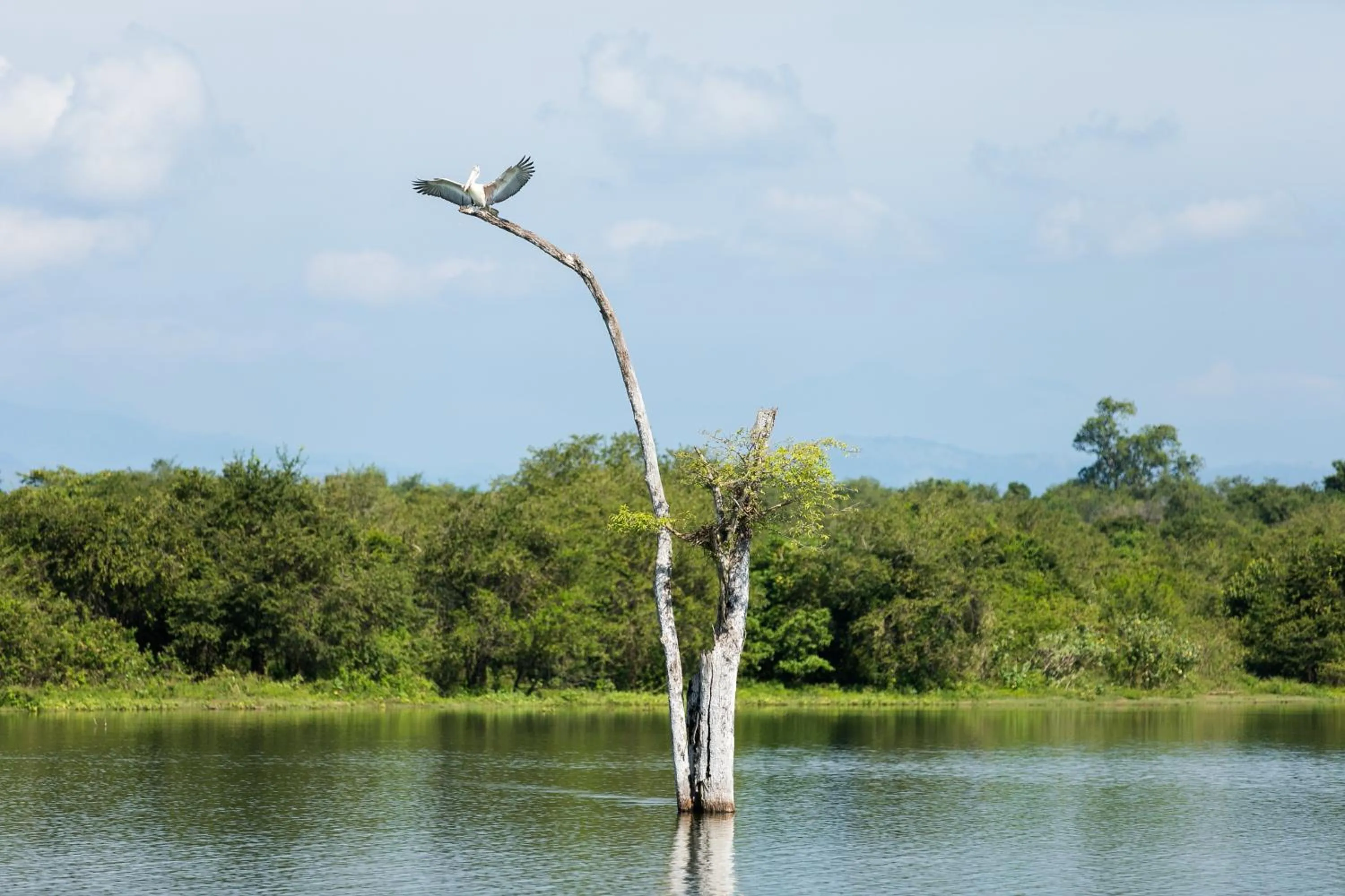 Animals in Lakmal Resort Sigiriya