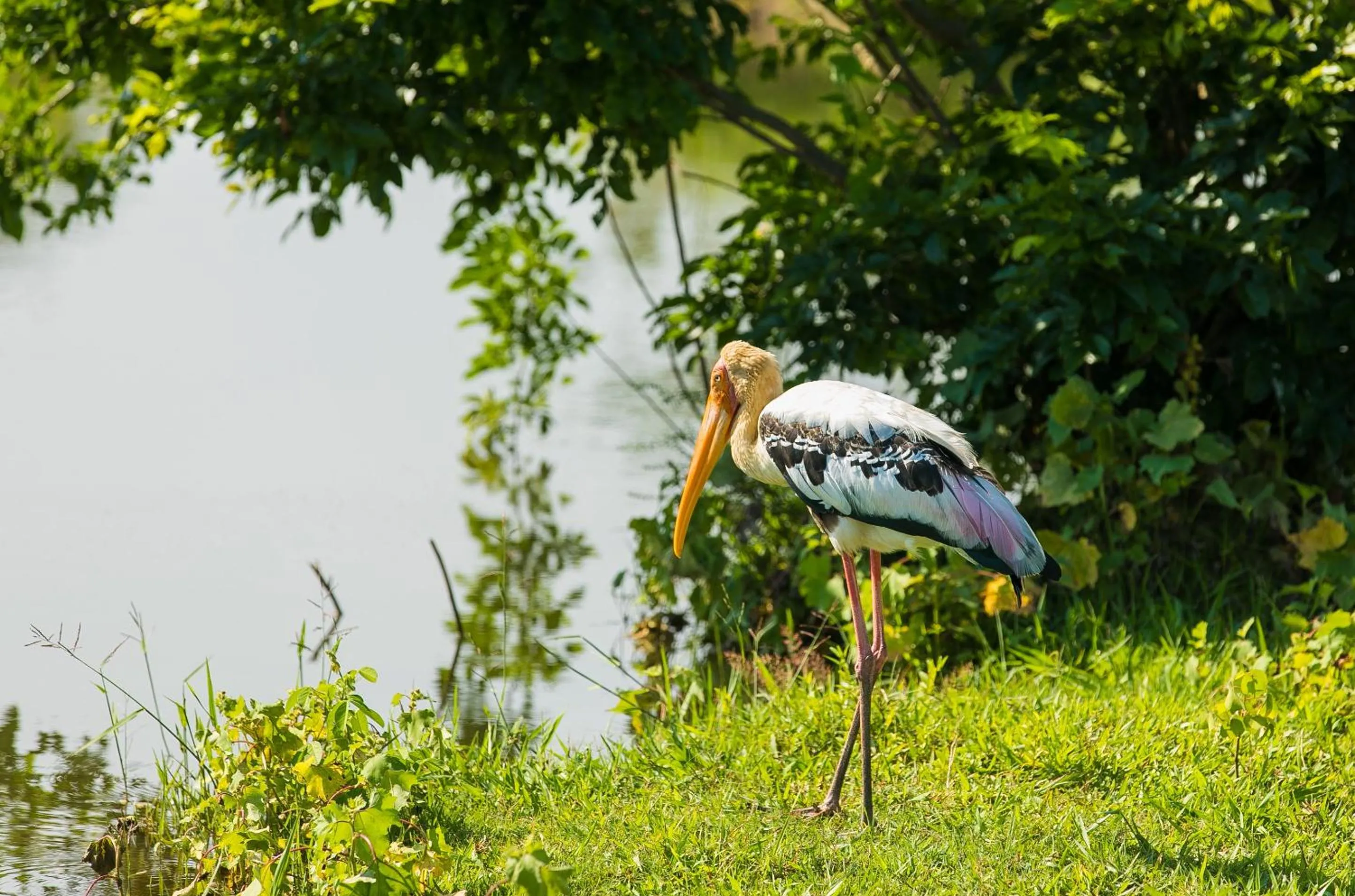 Animals in Lakmal Resort Sigiriya