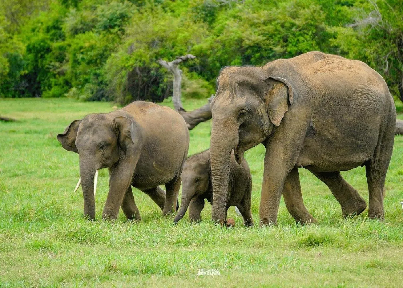 Animals in Lakmal Resort Sigiriya