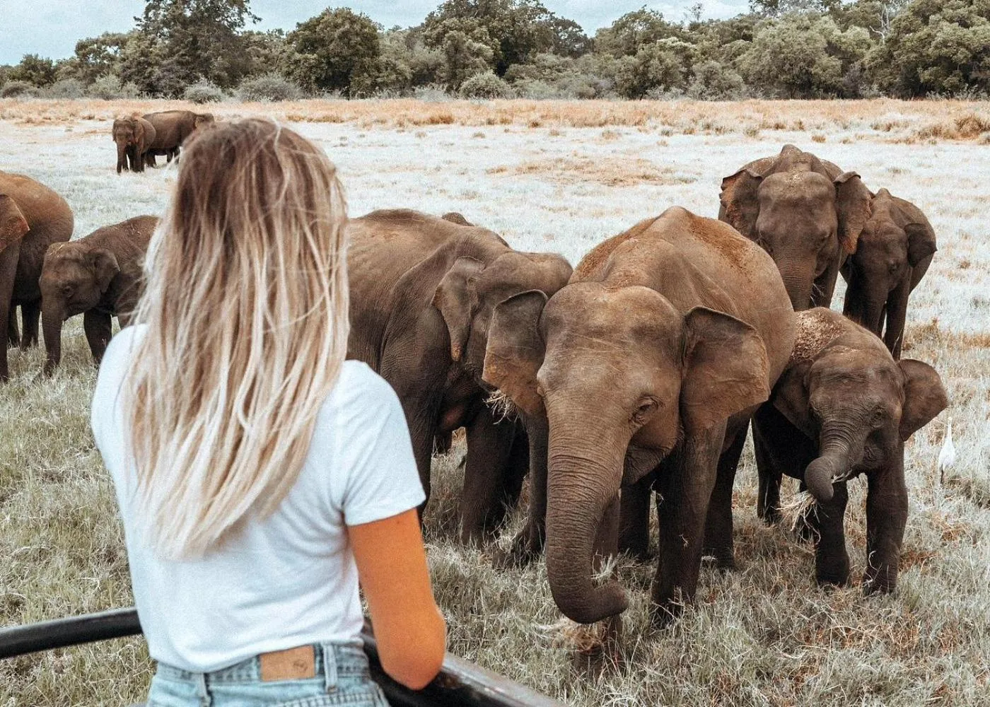 Animals in Lakmal Resort Sigiriya