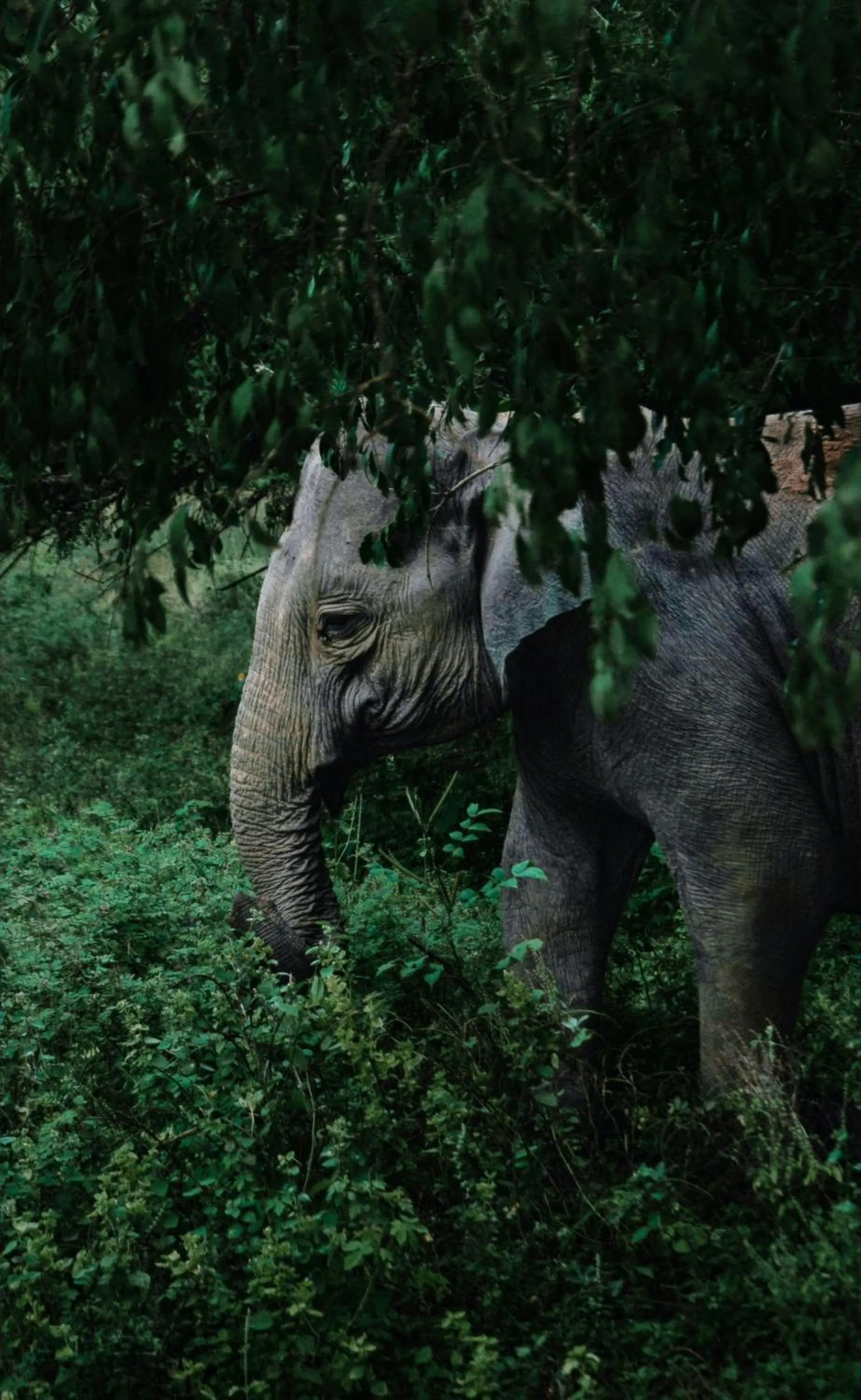 Animals in Lakmal Resort Sigiriya