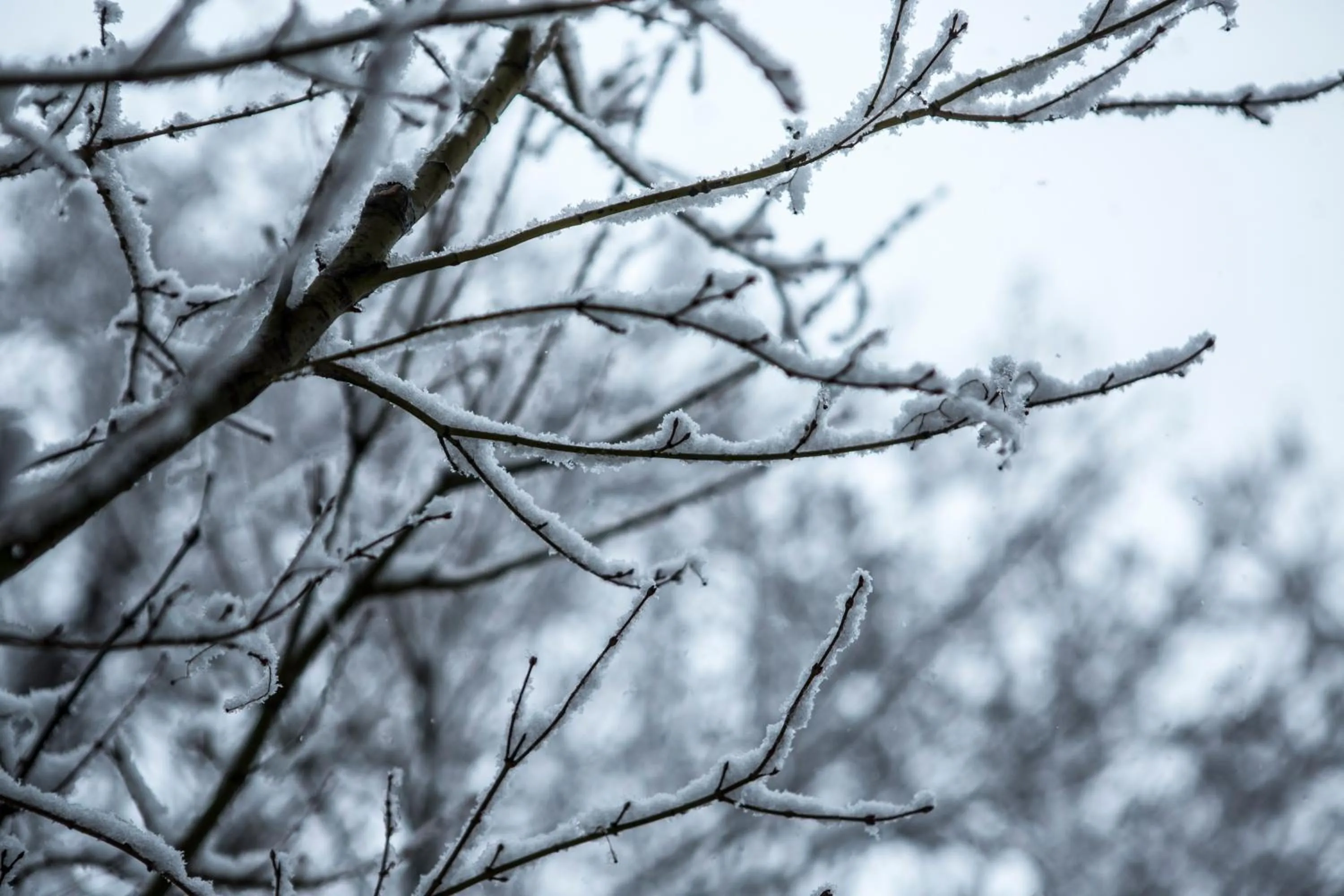 Winter in Sui Suwako