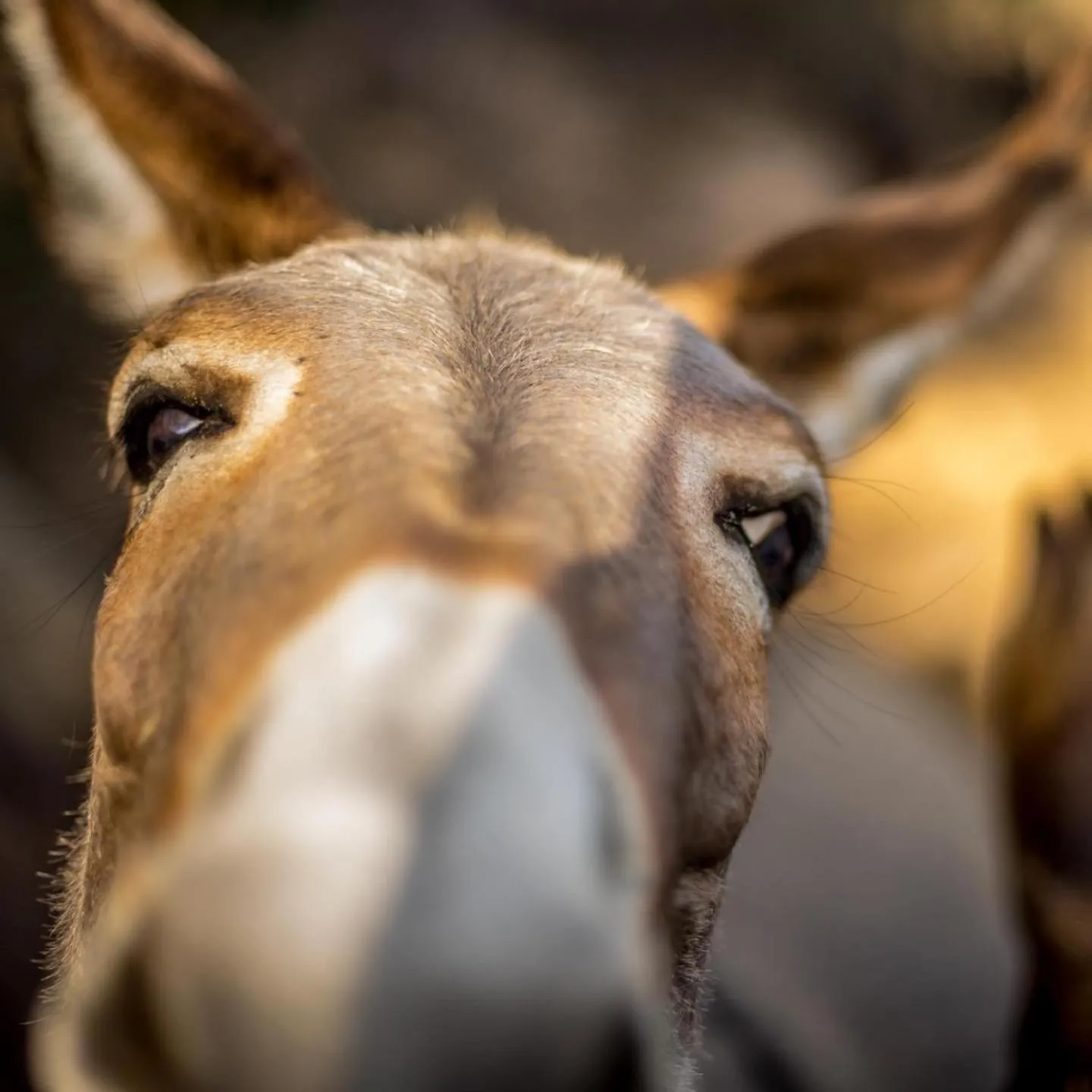 Animals in La Minditta