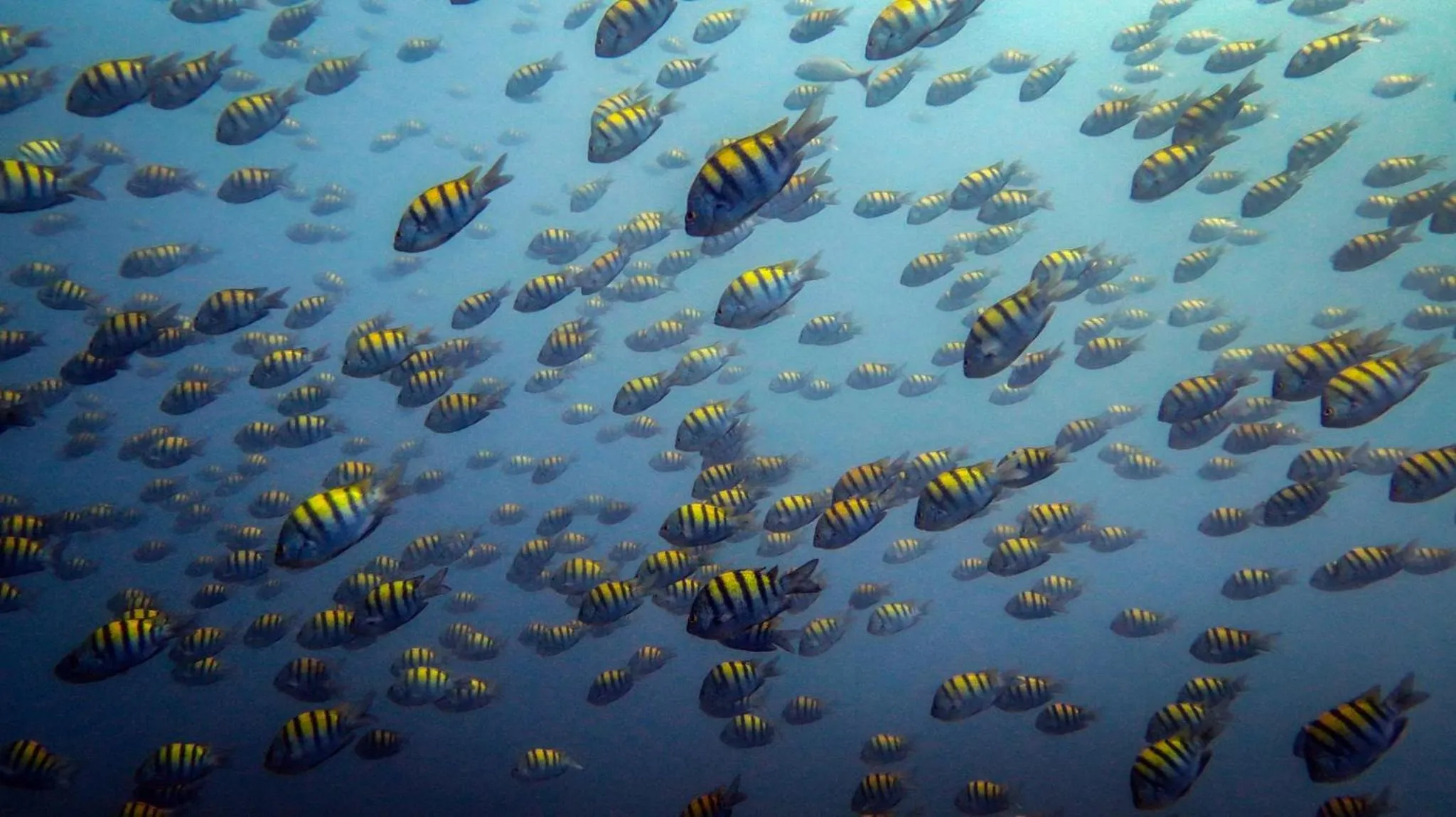 Animals in Tropical Gardens Suites and Apartments