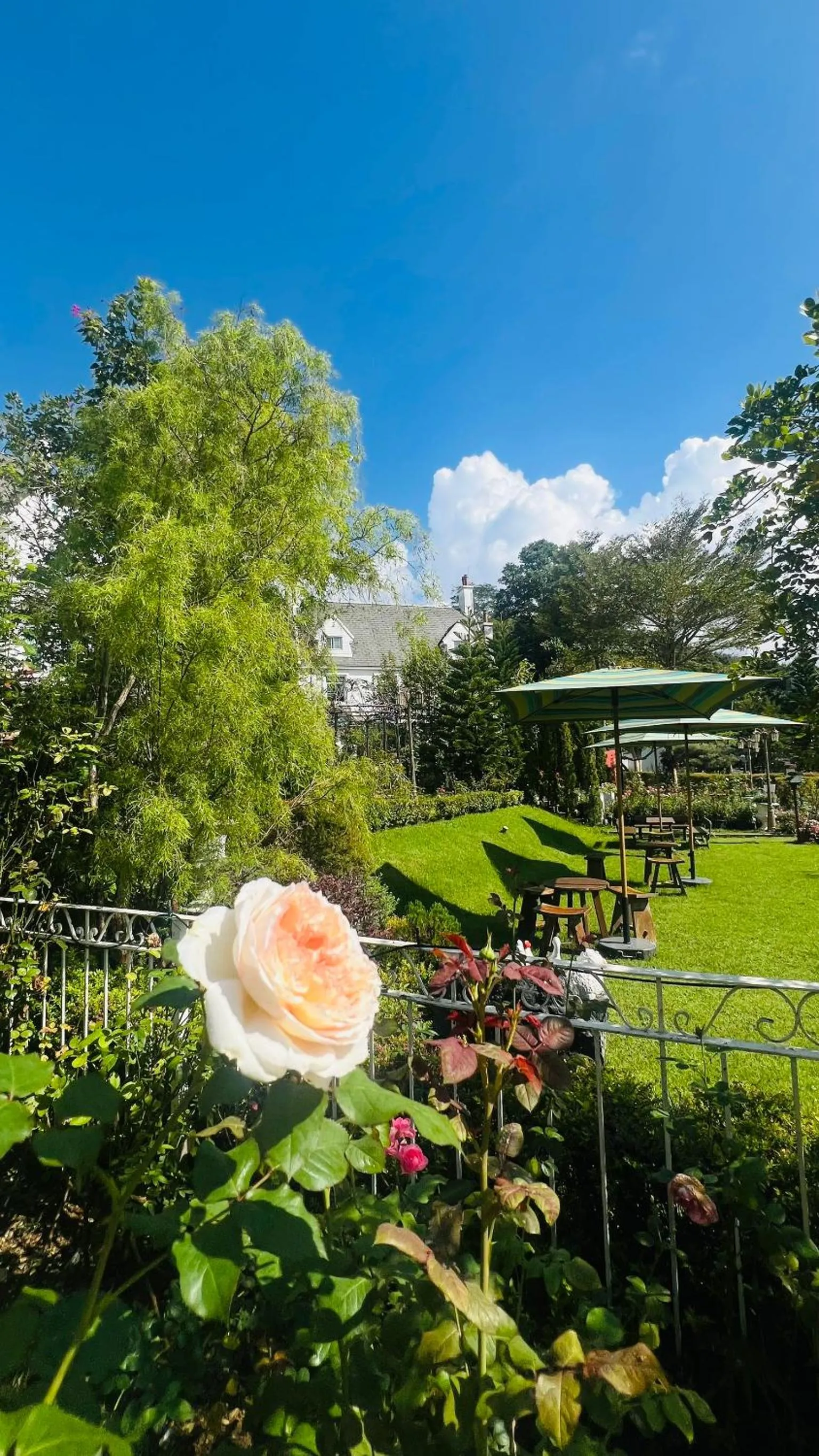 Restaurant/places to eat in Hillsborough The English Country House Hotel & Leisure