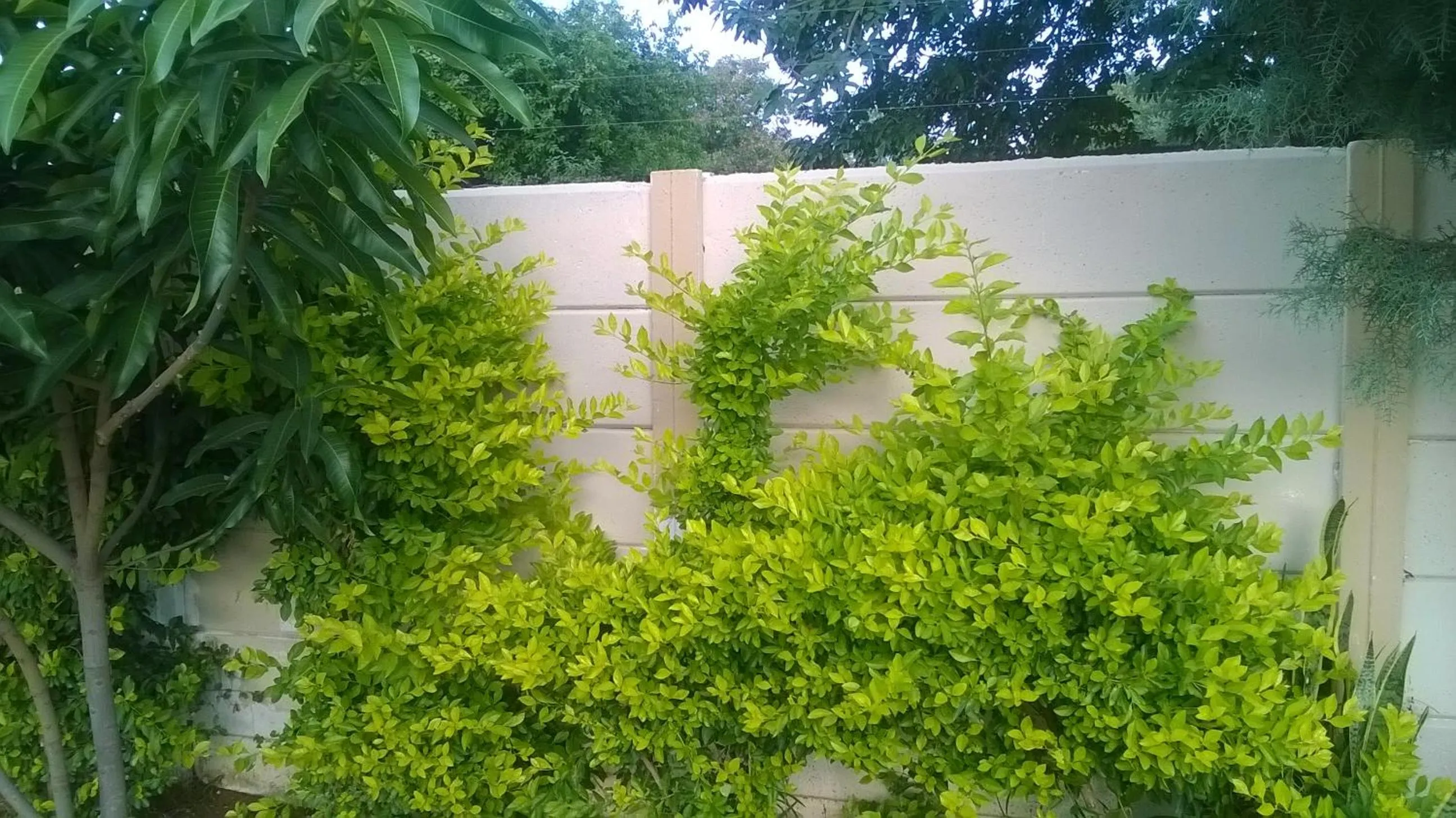 Garden in Comfort Palace Guest House Kasane