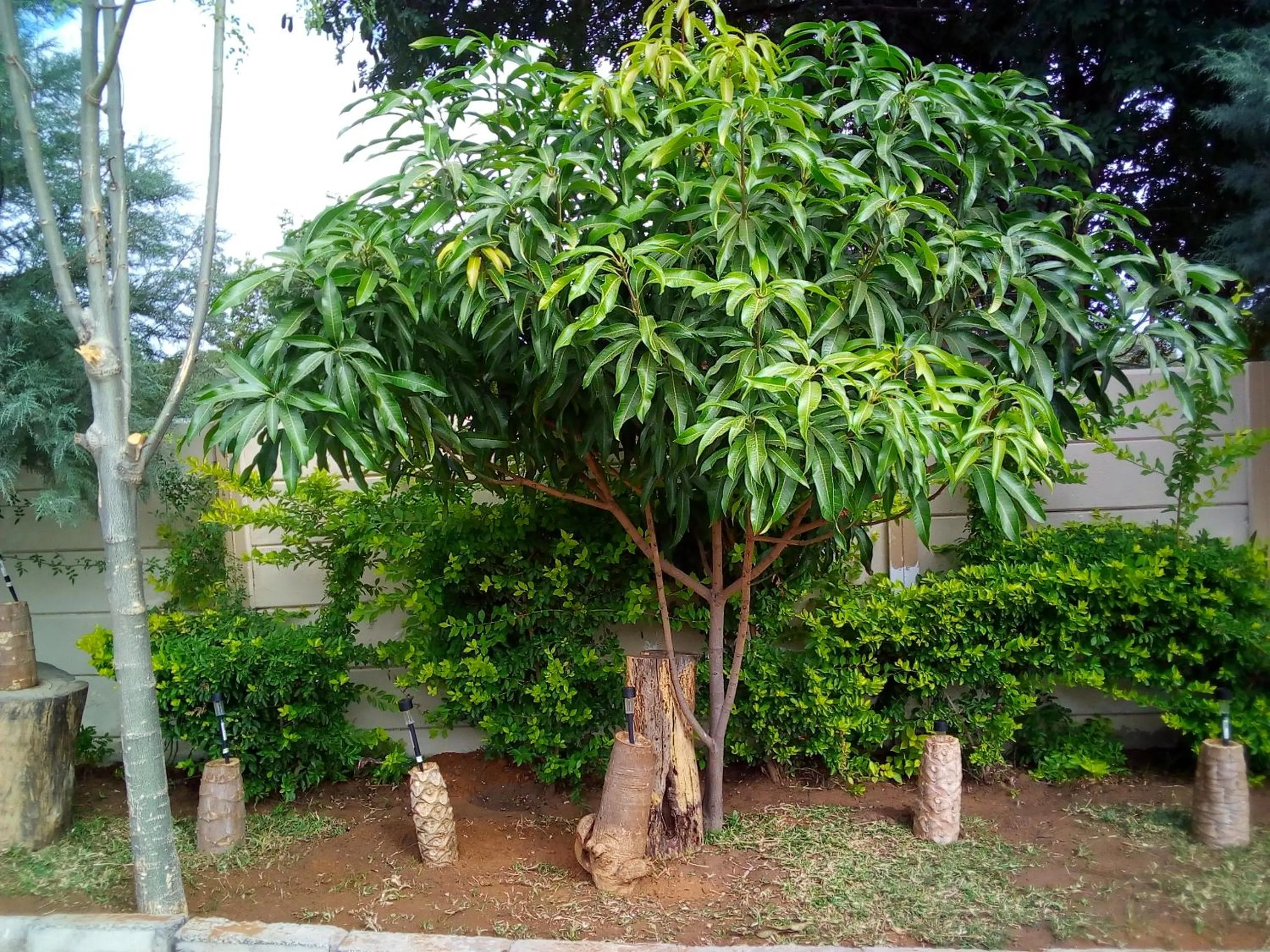 Garden view in Comfort Palace Guest House Kasane