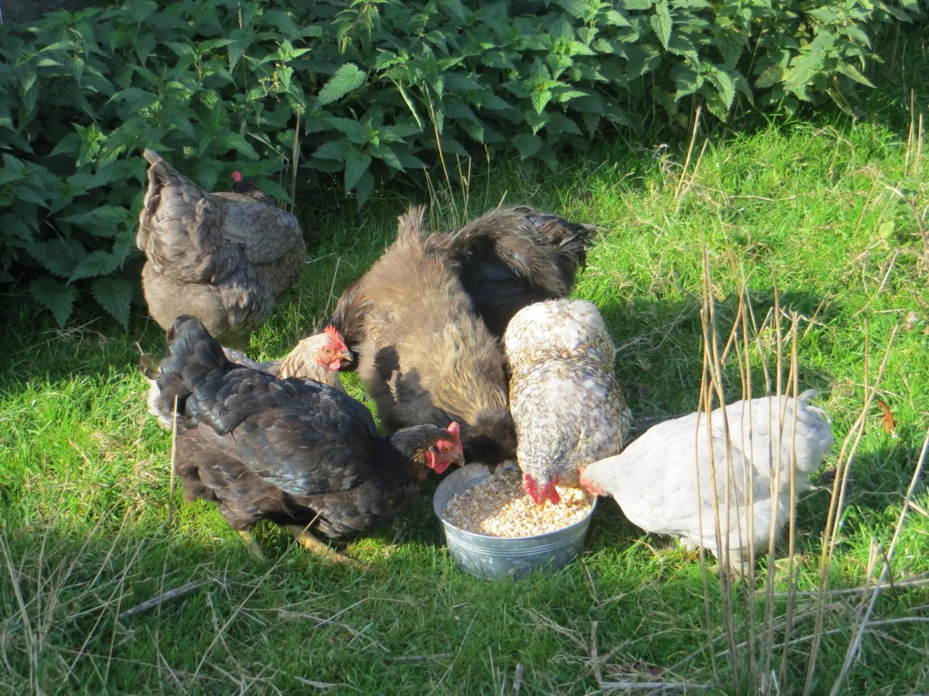 Pets in B&B 't Hannonshof