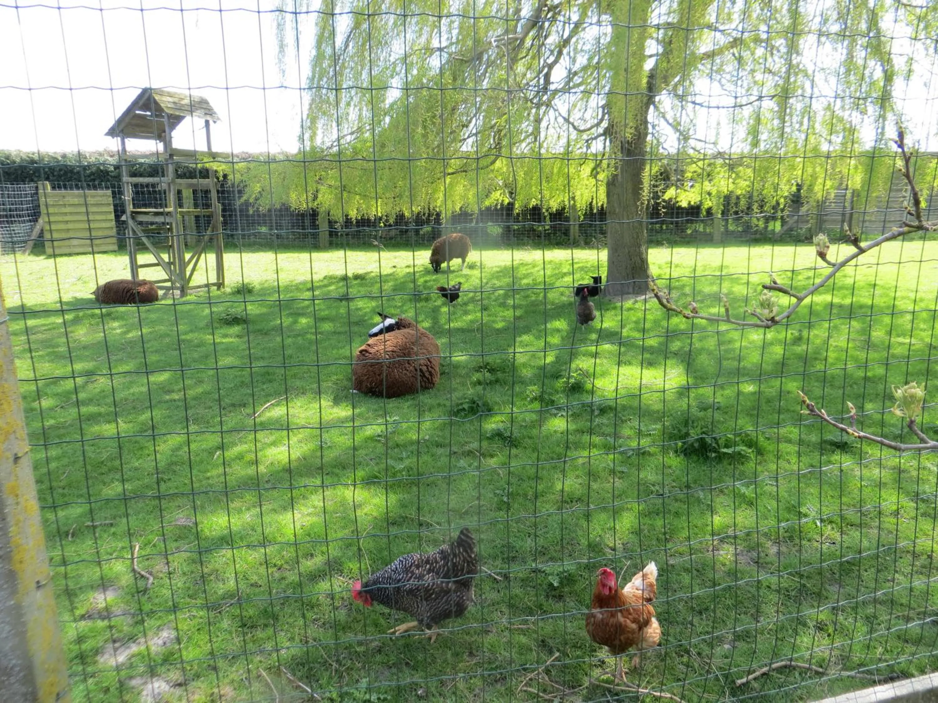 Pets in B&B 't Hannonshof