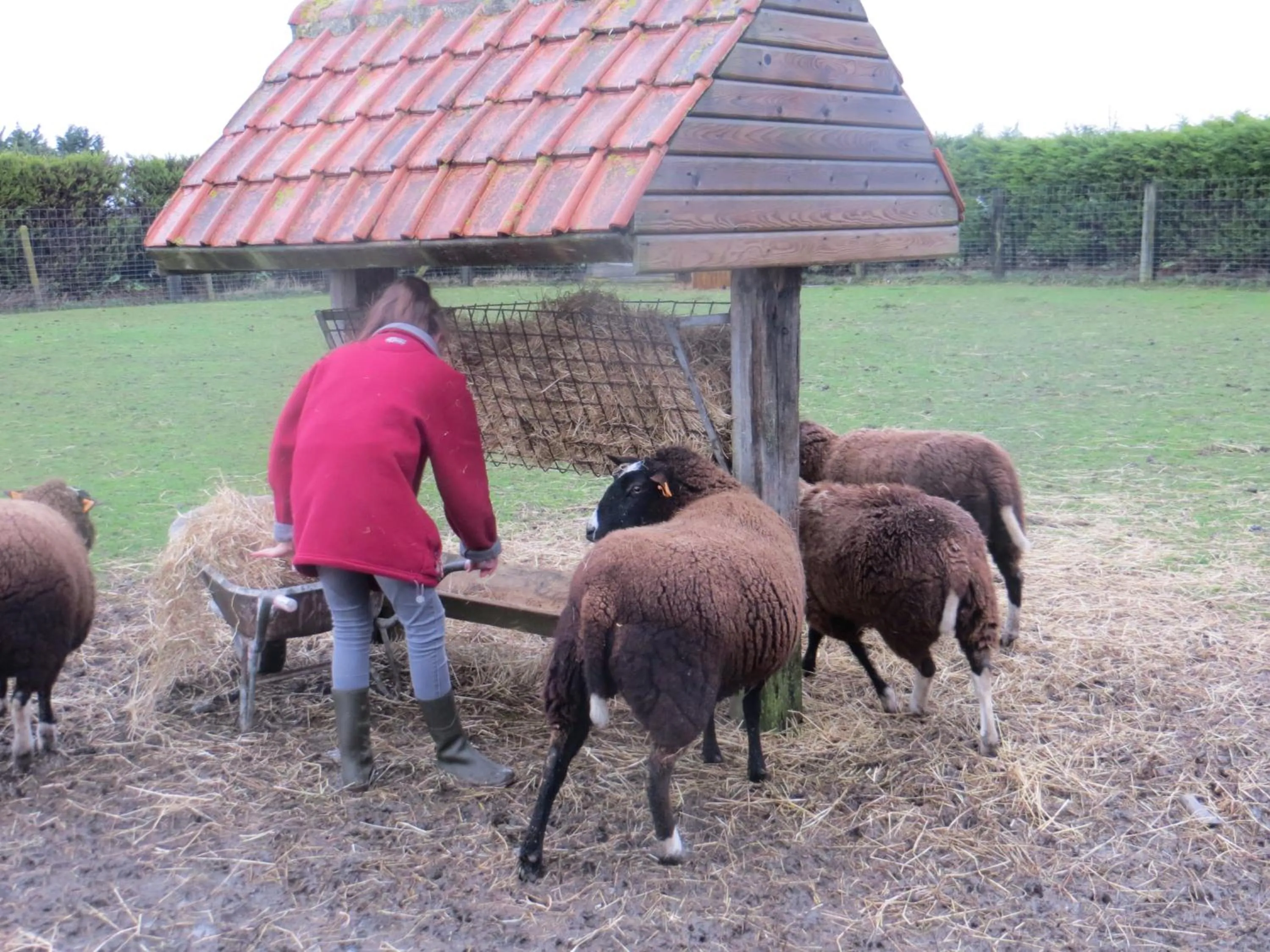 Pets in B&B 't Hannonshof