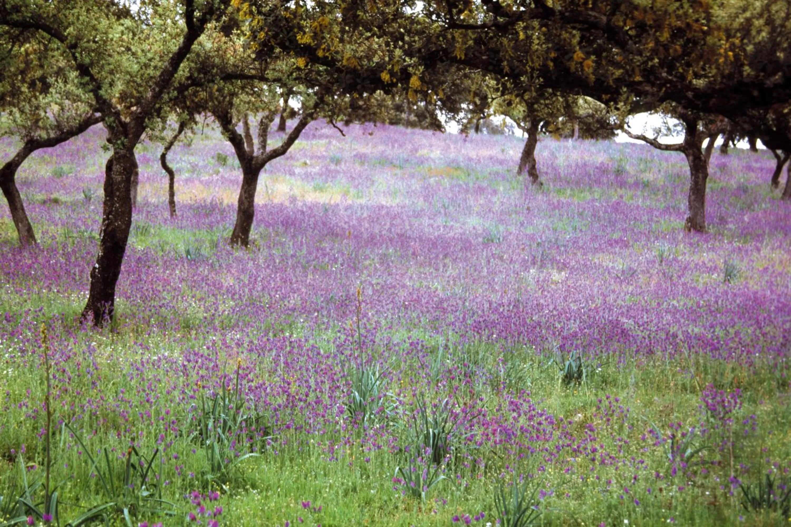 Entertainment in Hotel Sierra de Andujar