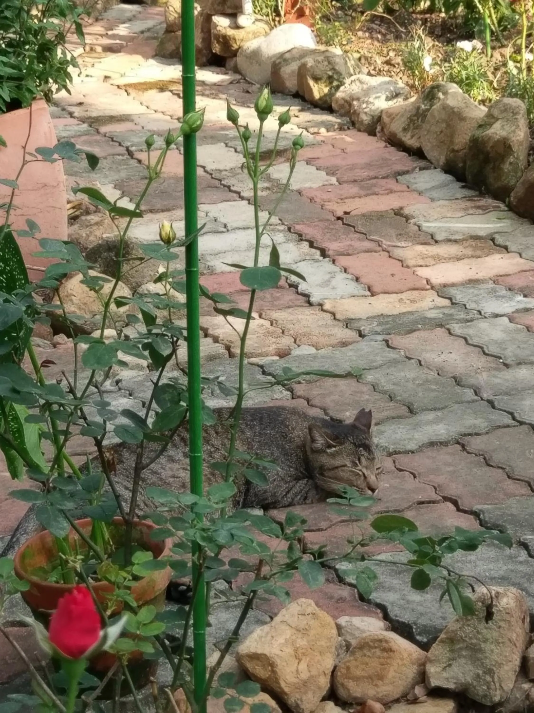 Animals in Bramasole B&B