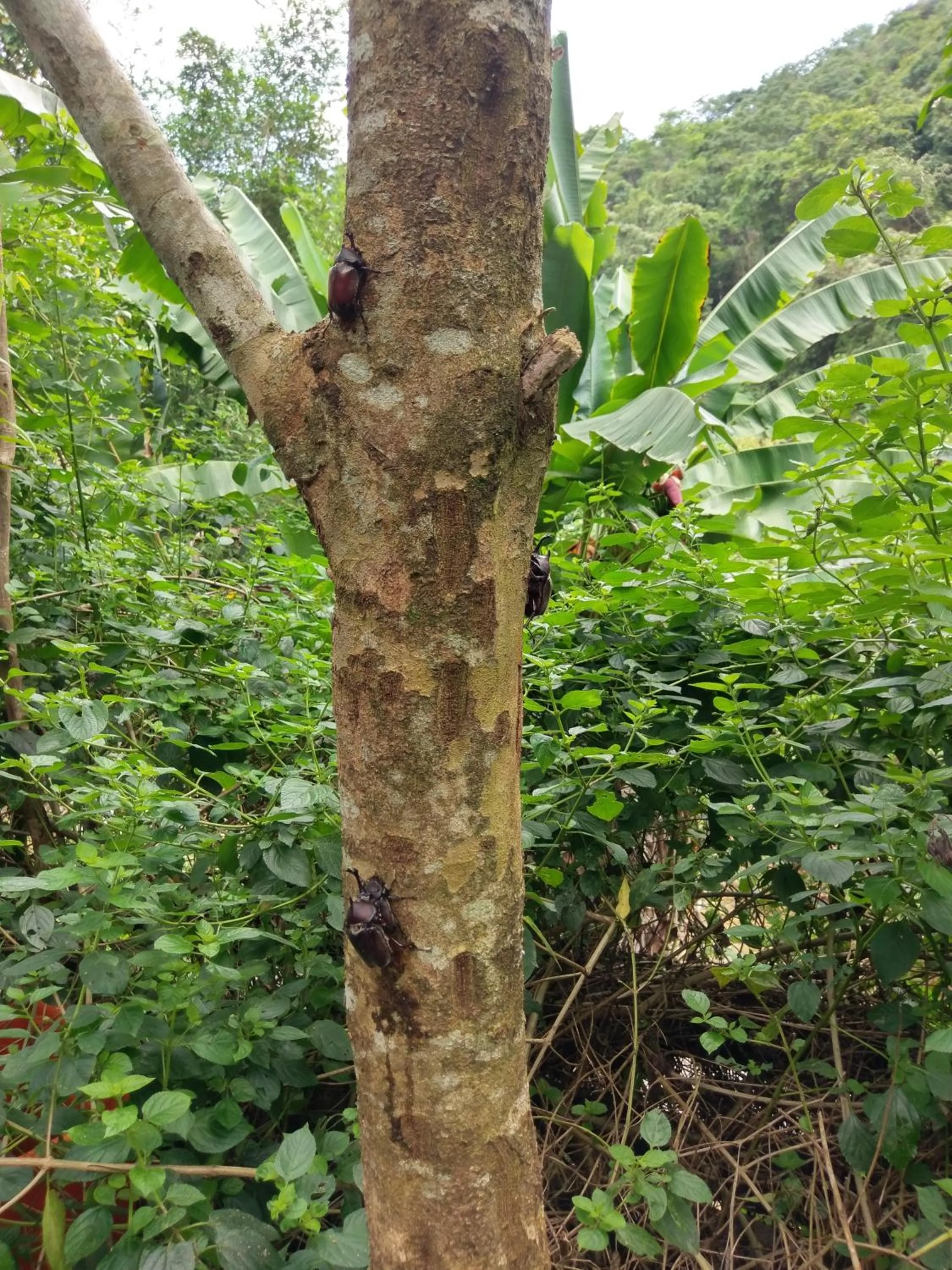 Animals in Bramasole B&B