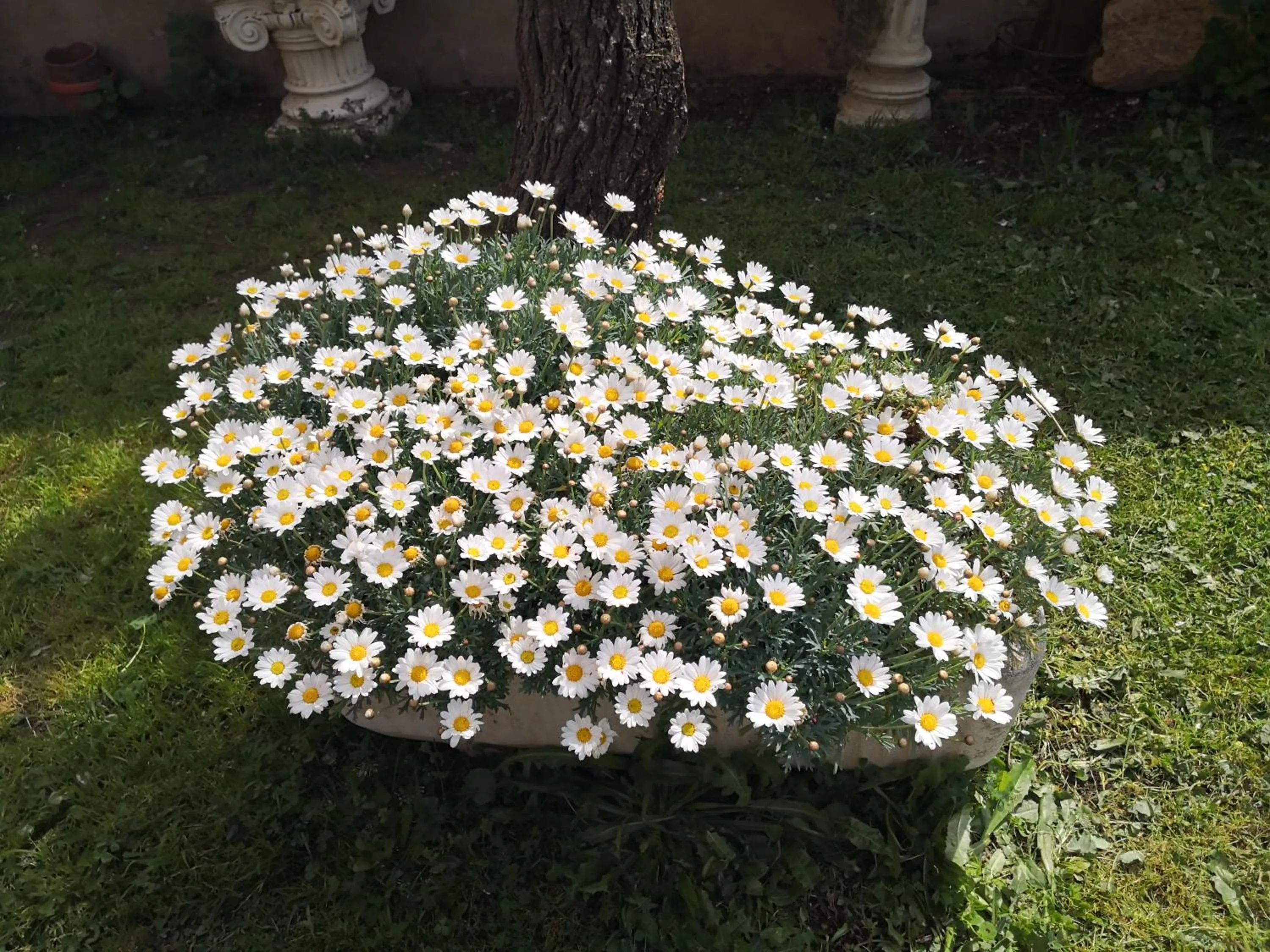 Garden view in Zia Chiarina