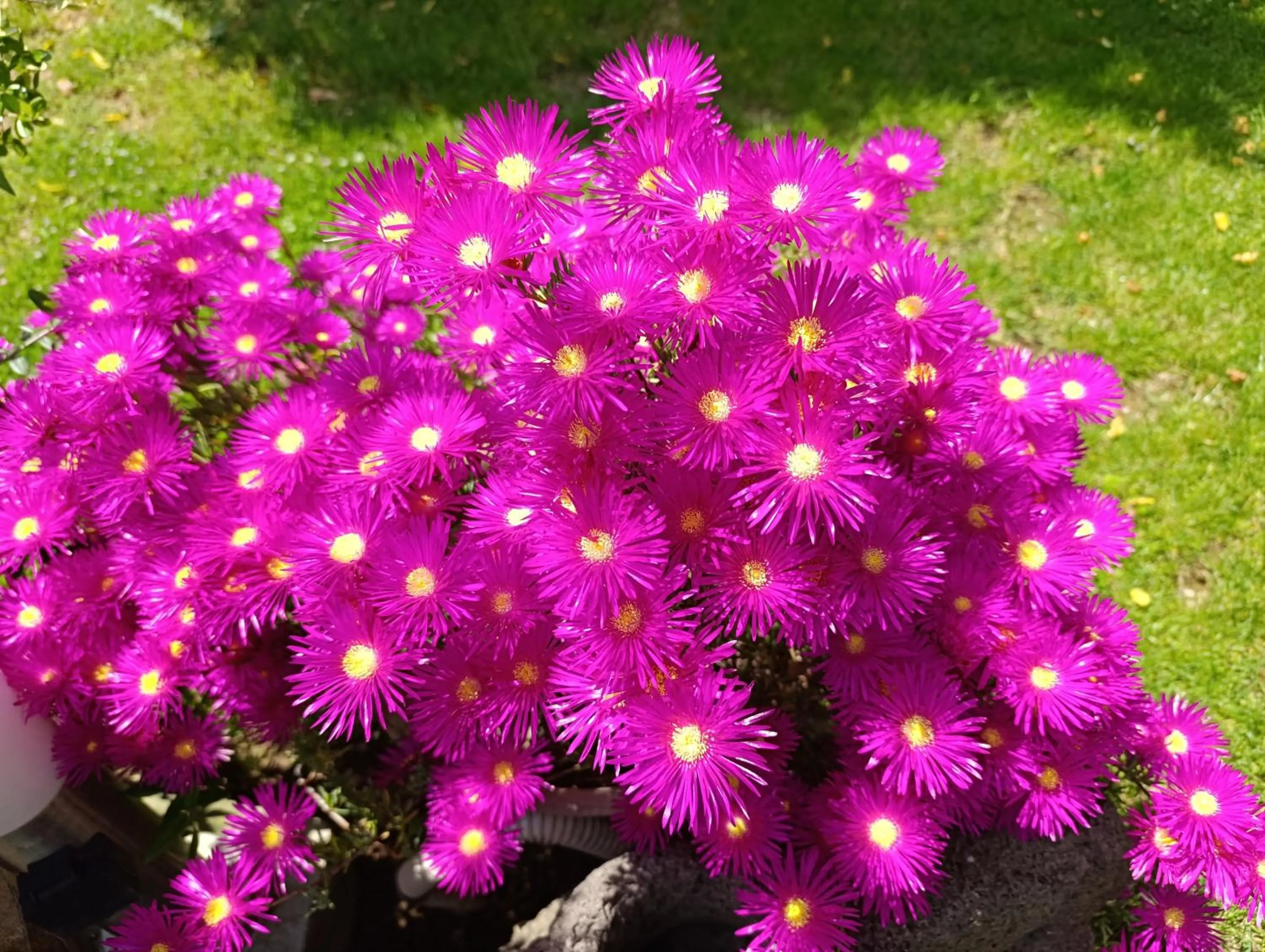 Garden in Zia Chiarina